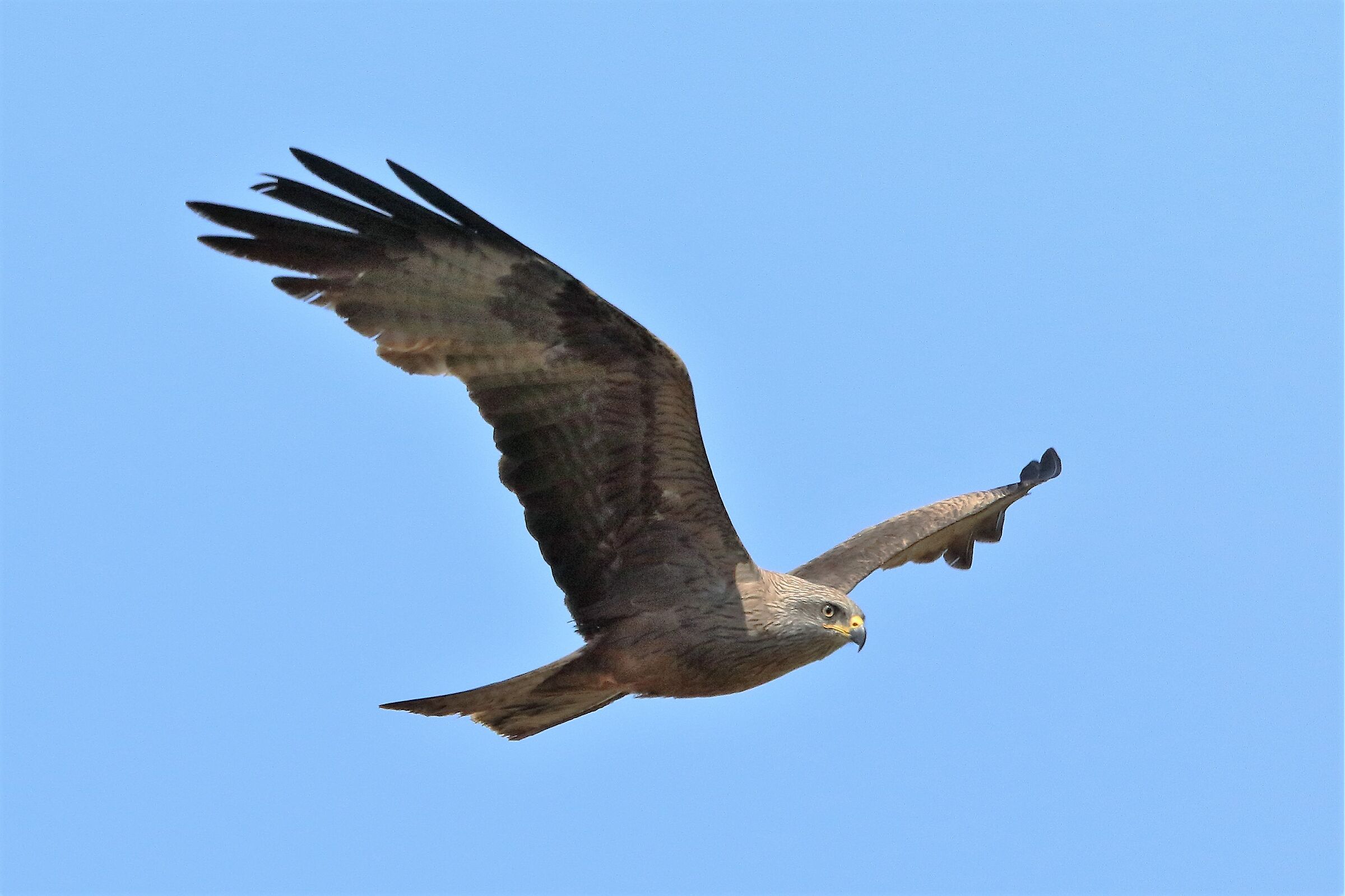 Black kite