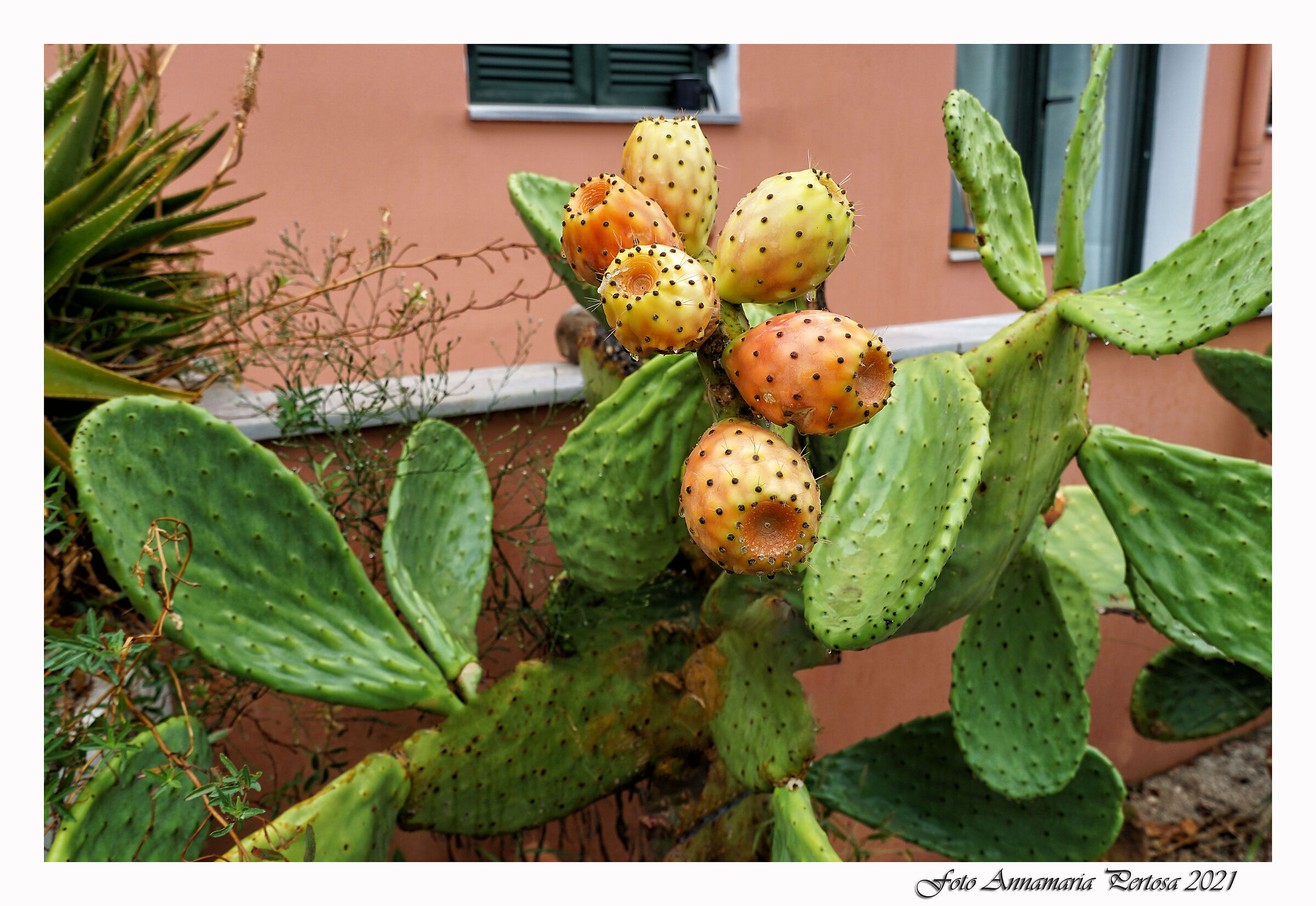 Fichi d'India ad Acharavi