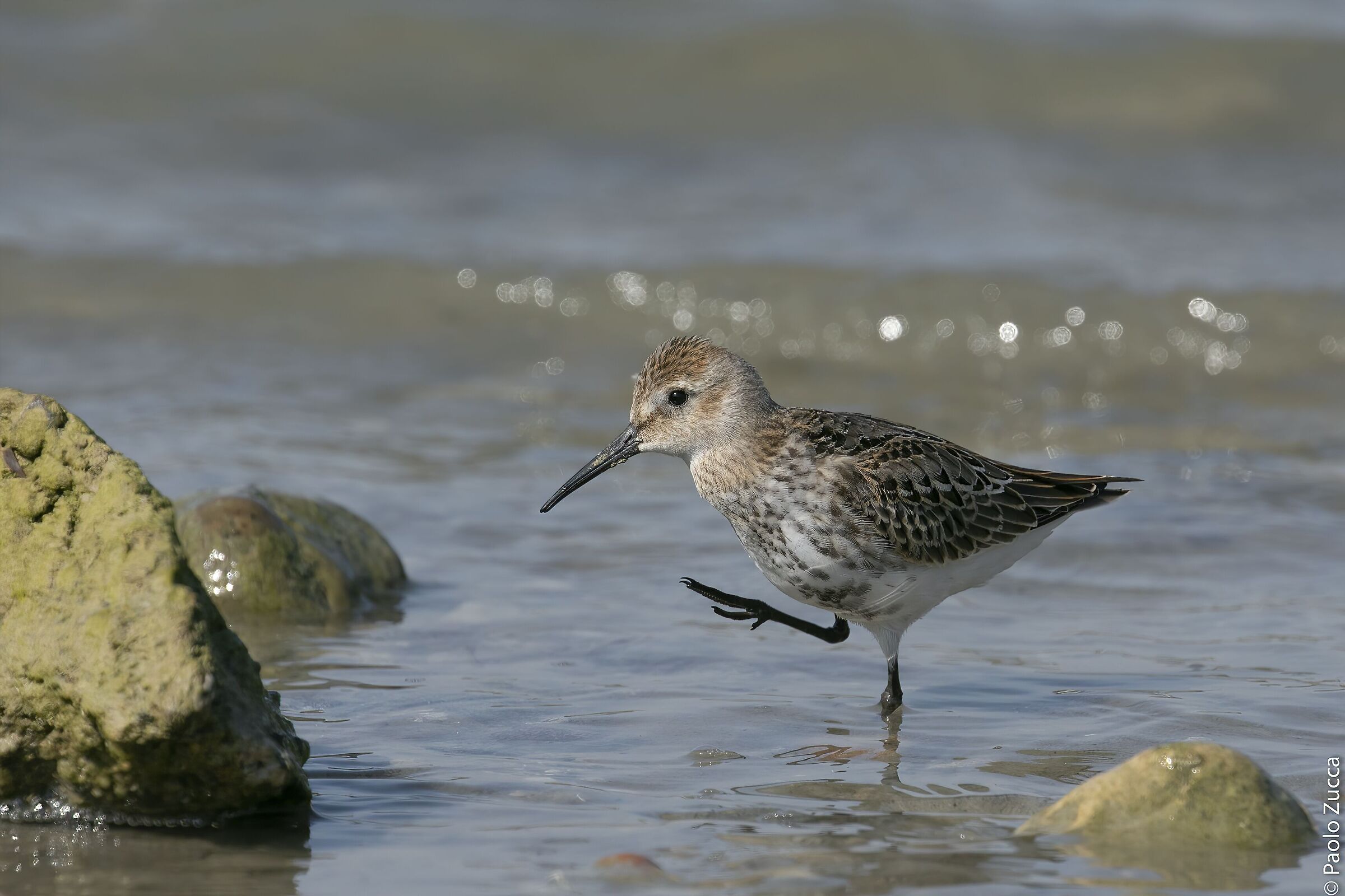 Piovanello pancianera on the road