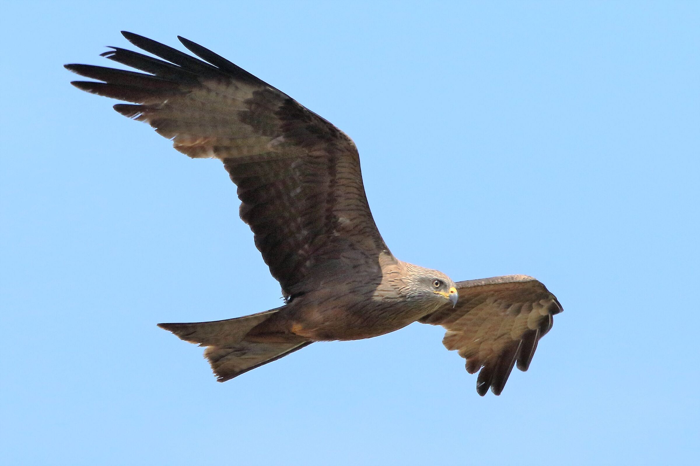 Black kite