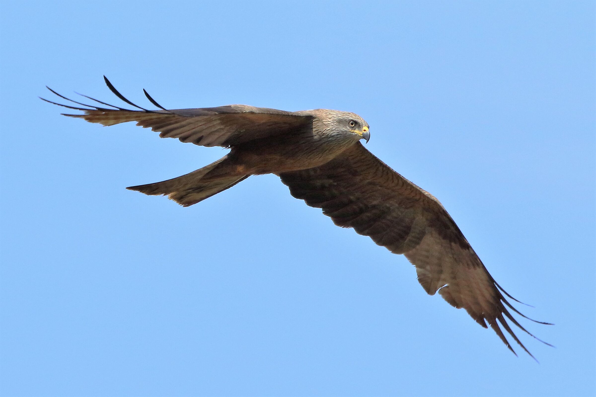 Black kite