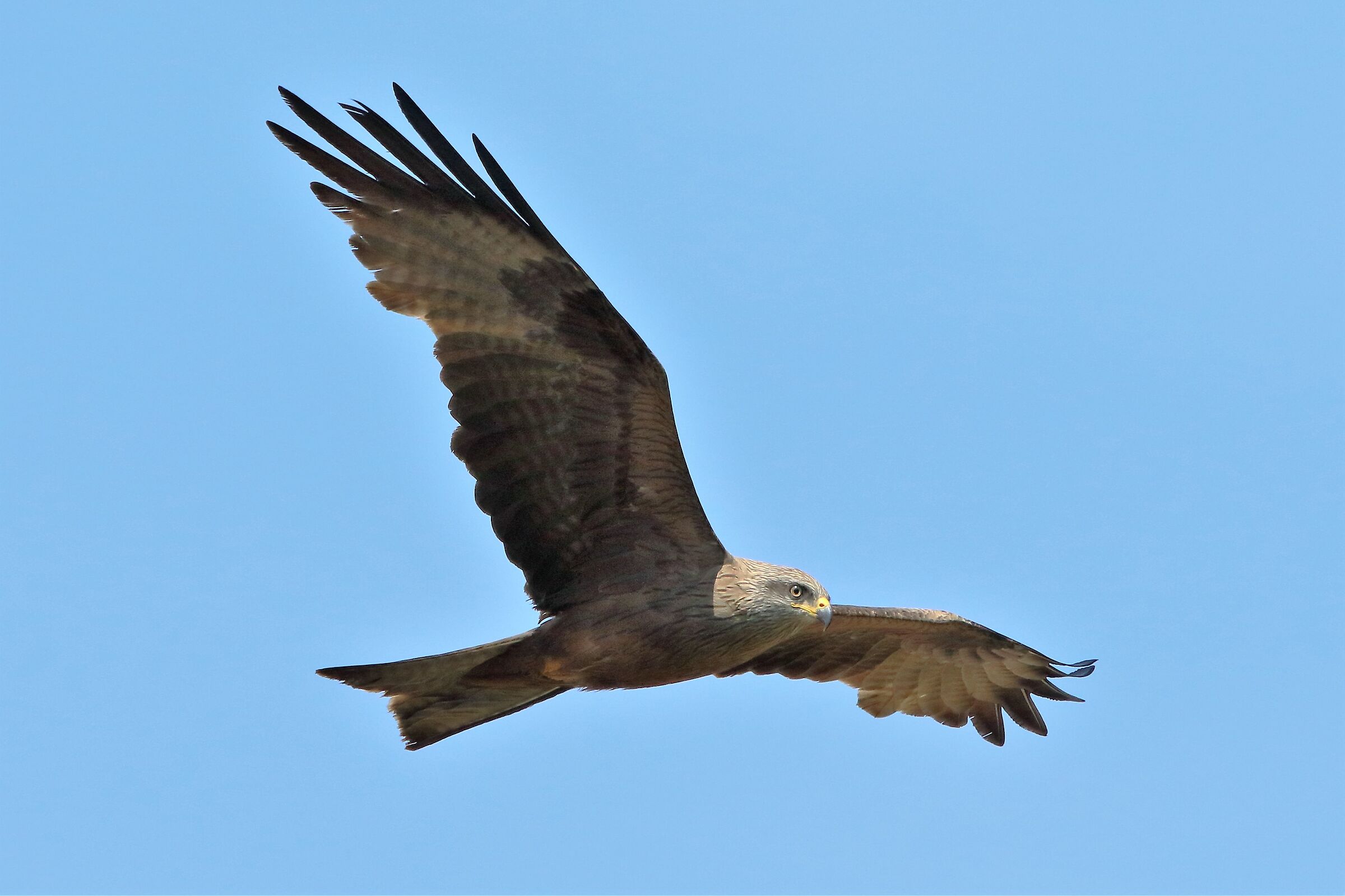Black kite