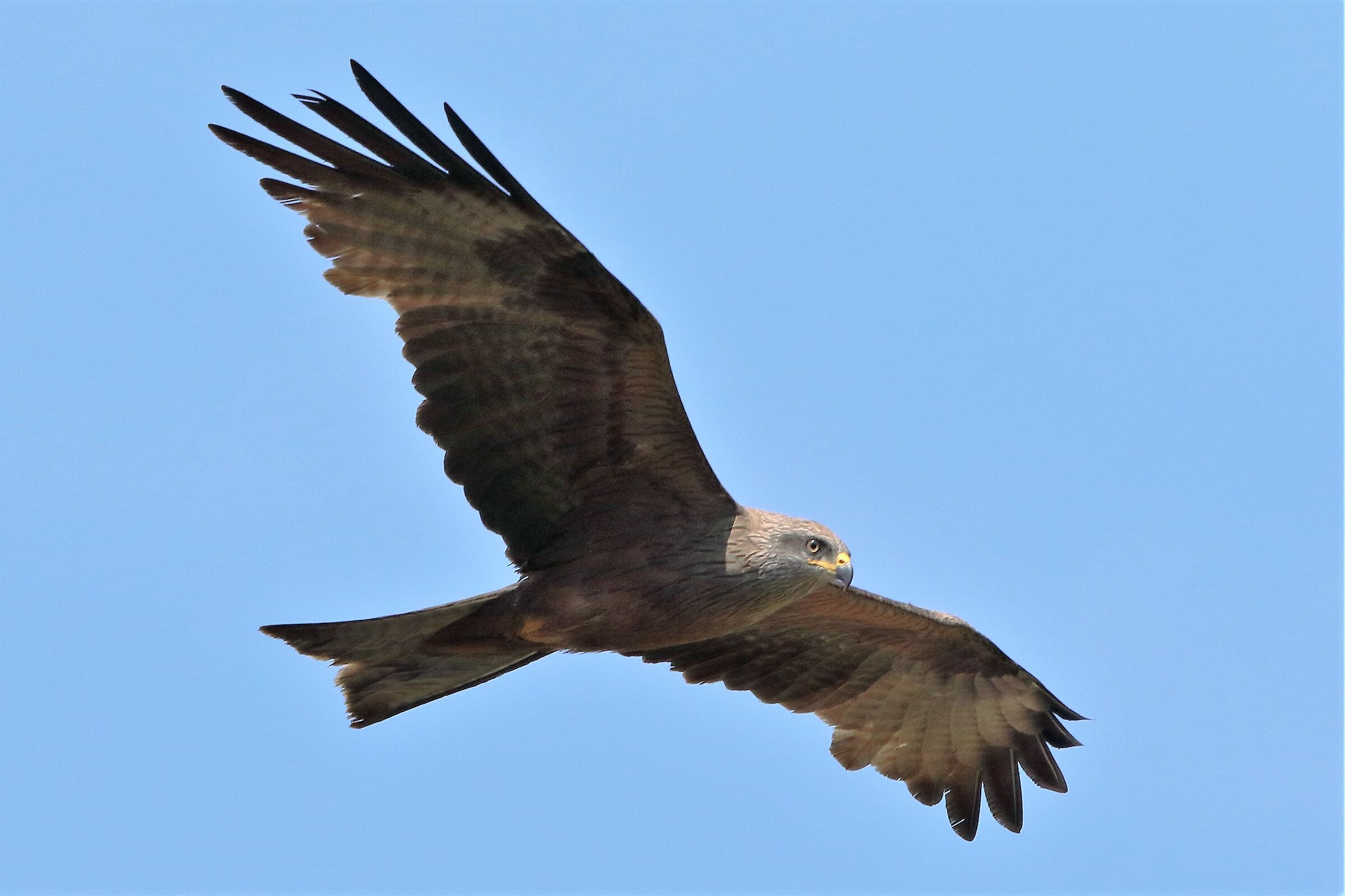 Black kite