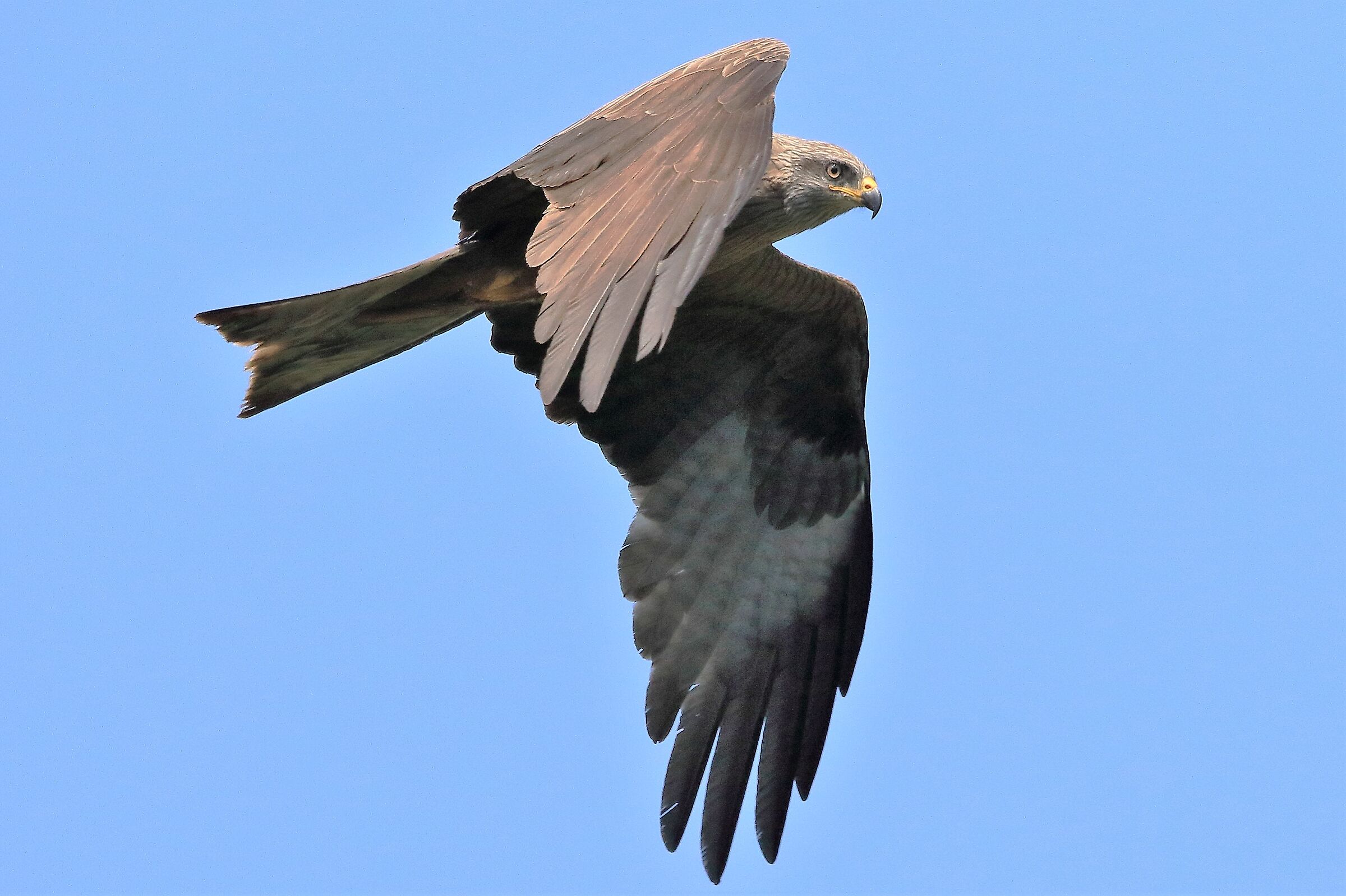 Black kite