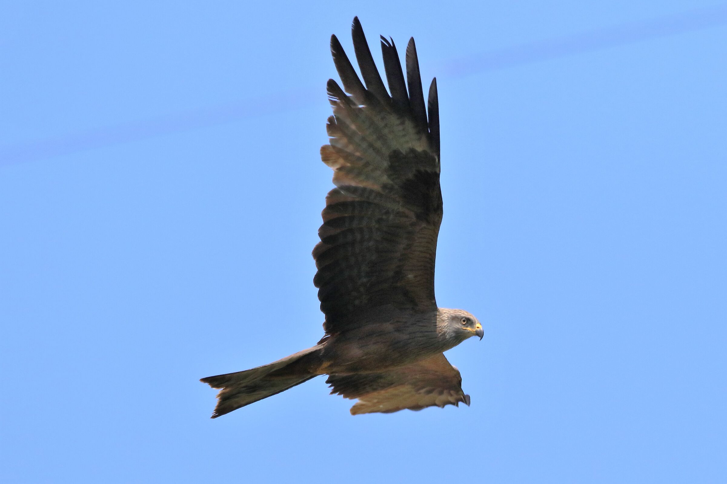 Black kite