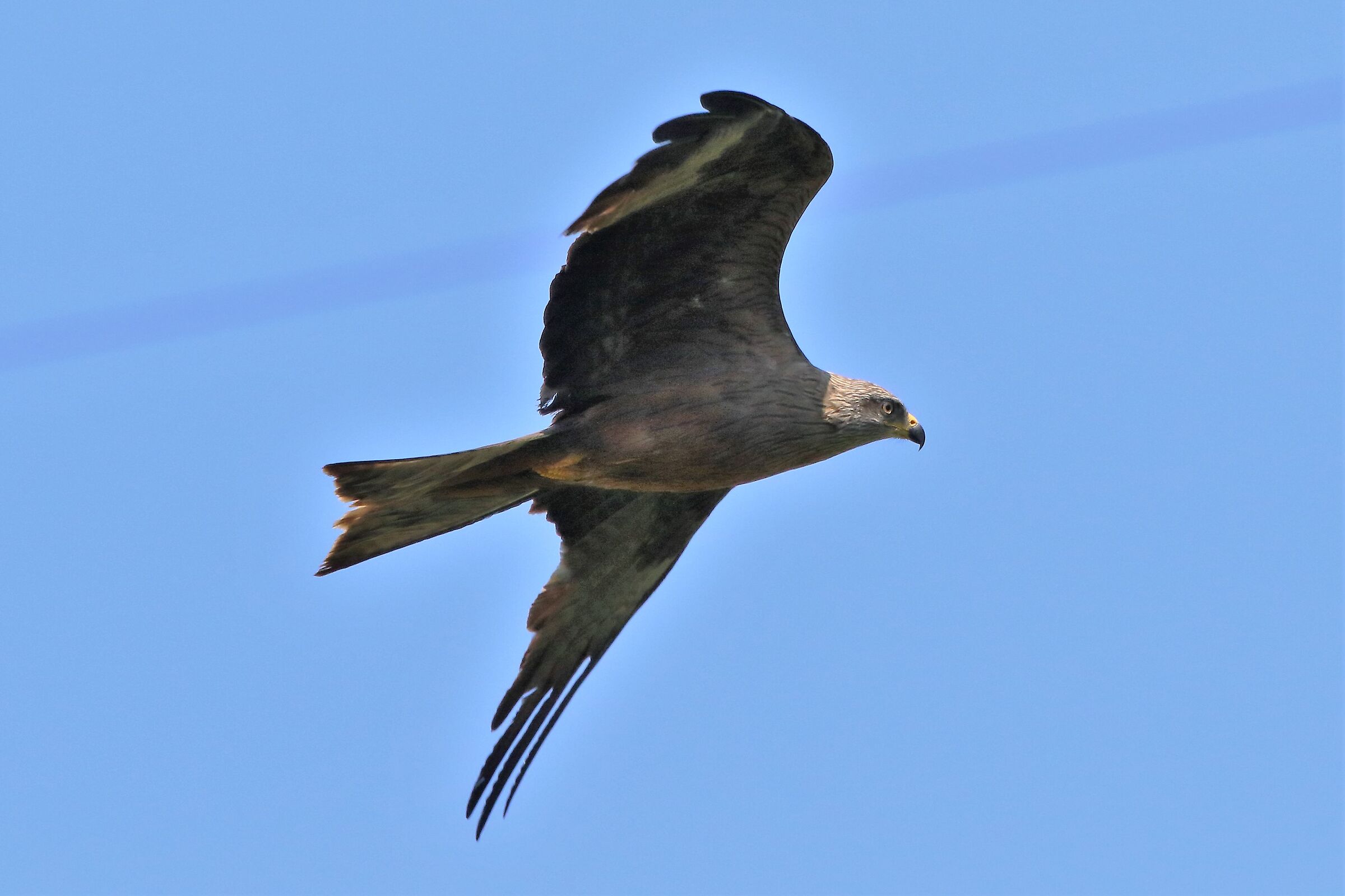 Black kite