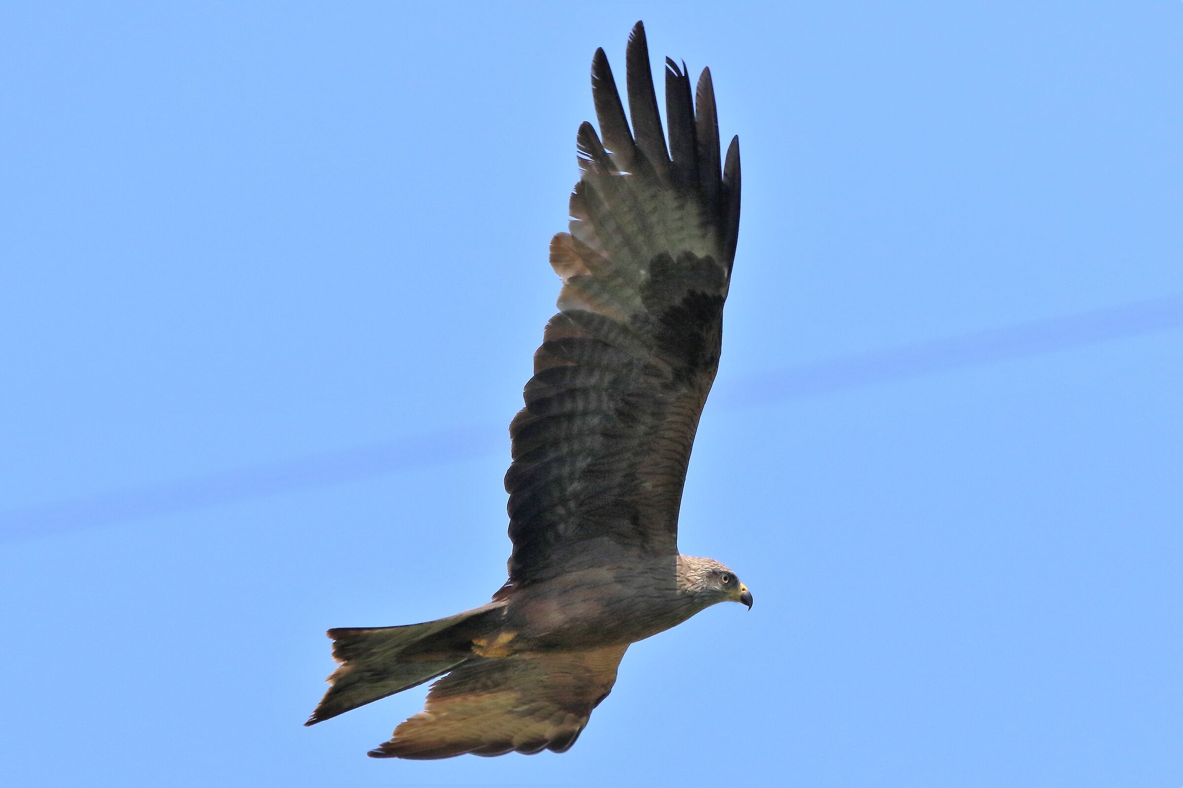 Black kite