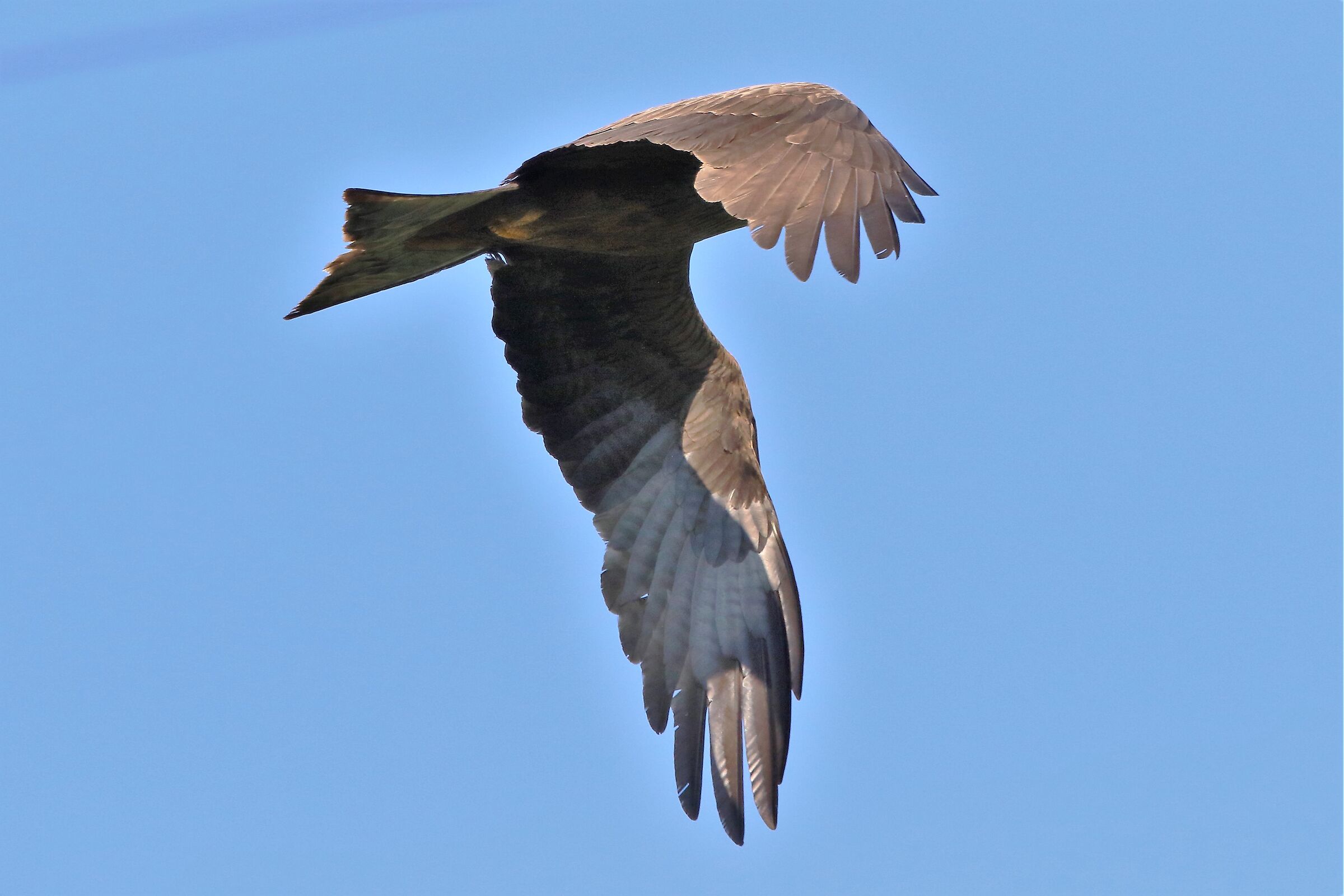 Black kite