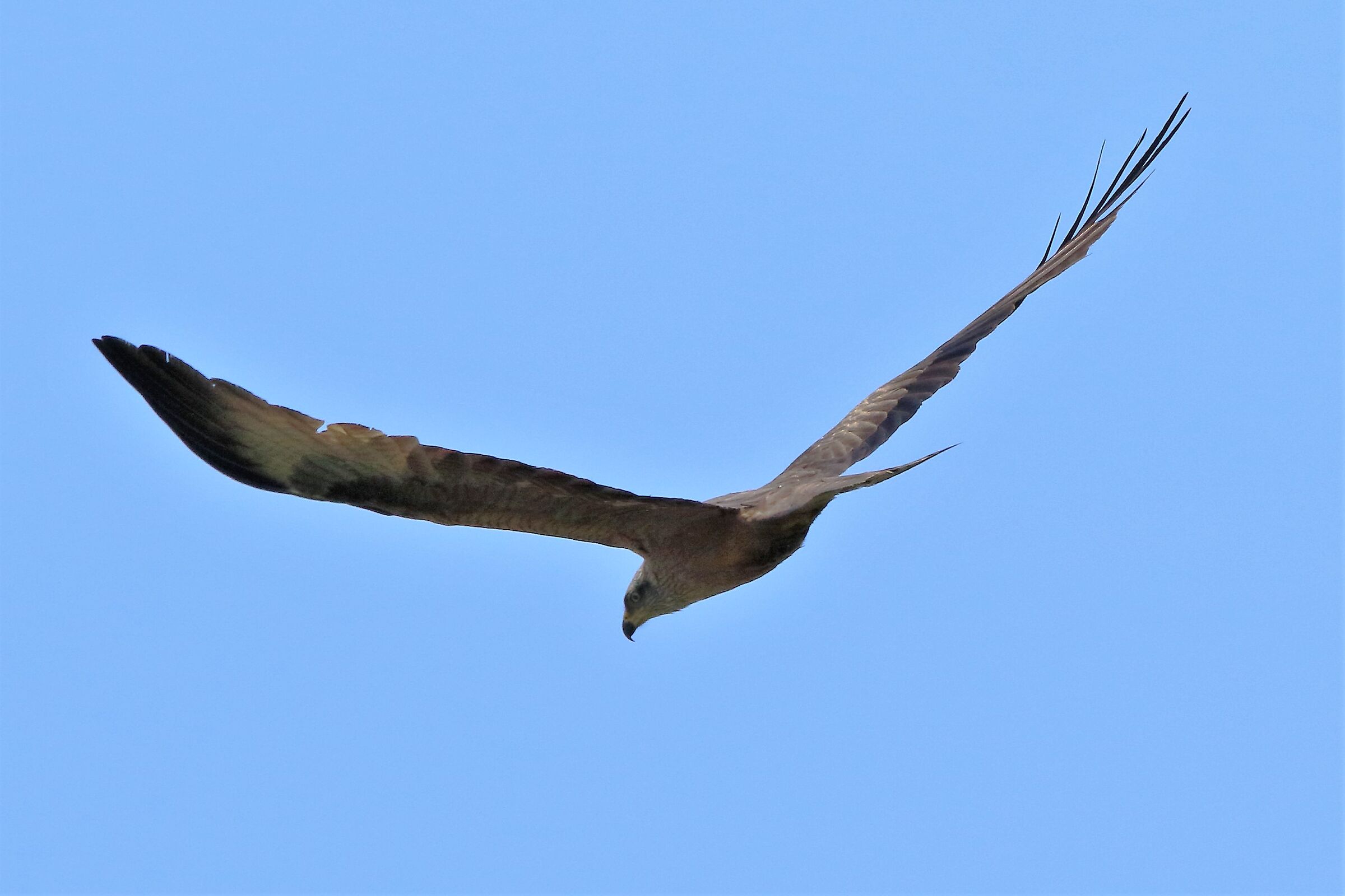 Black kite