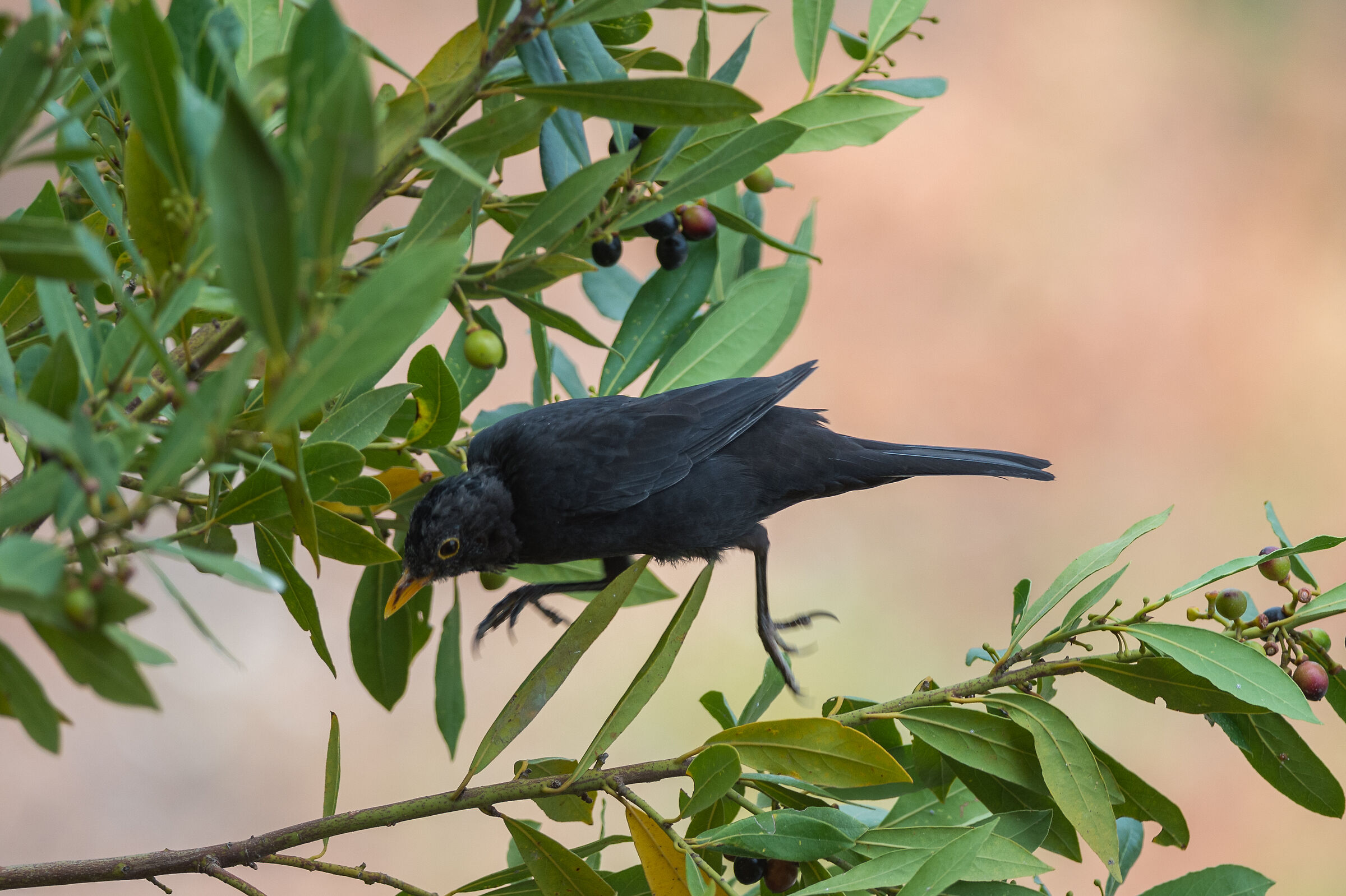 Blackbird