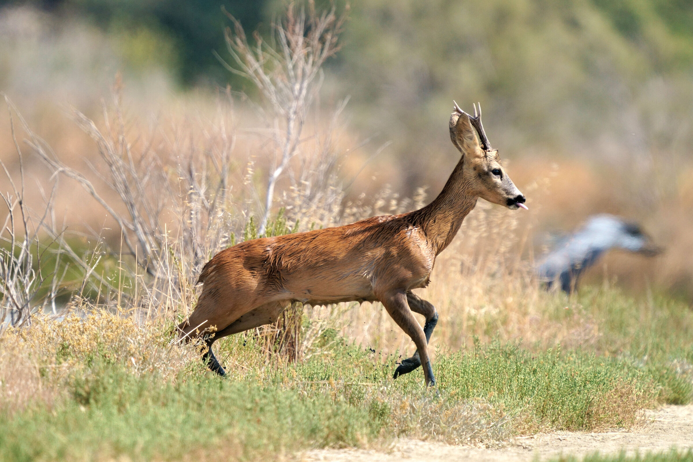 Roe deer (Capreolus capreolus)