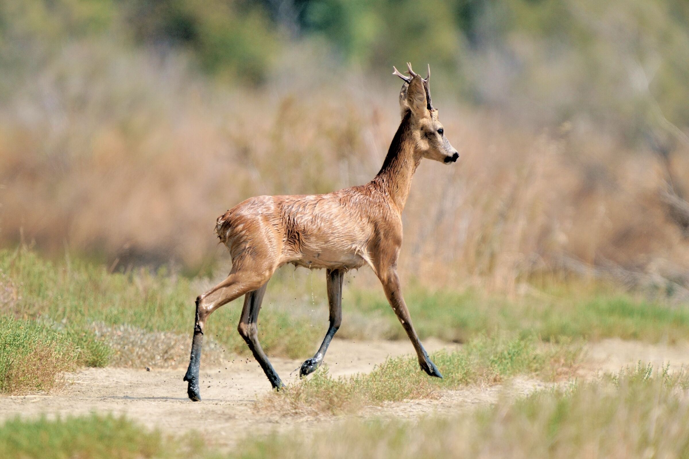 Roe deer (Capreolus capreolus)