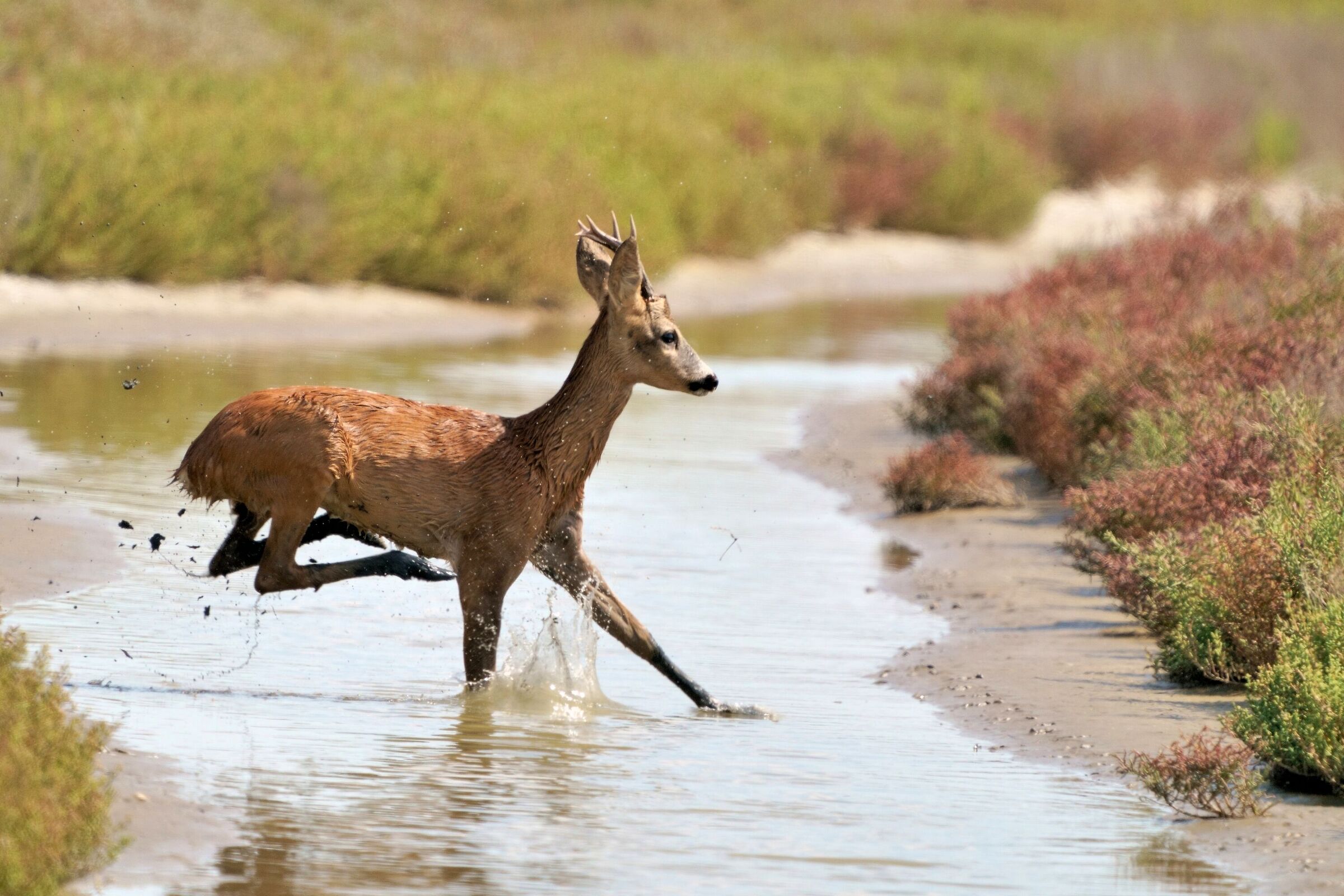 Roe deer (Capreolus capreolus)