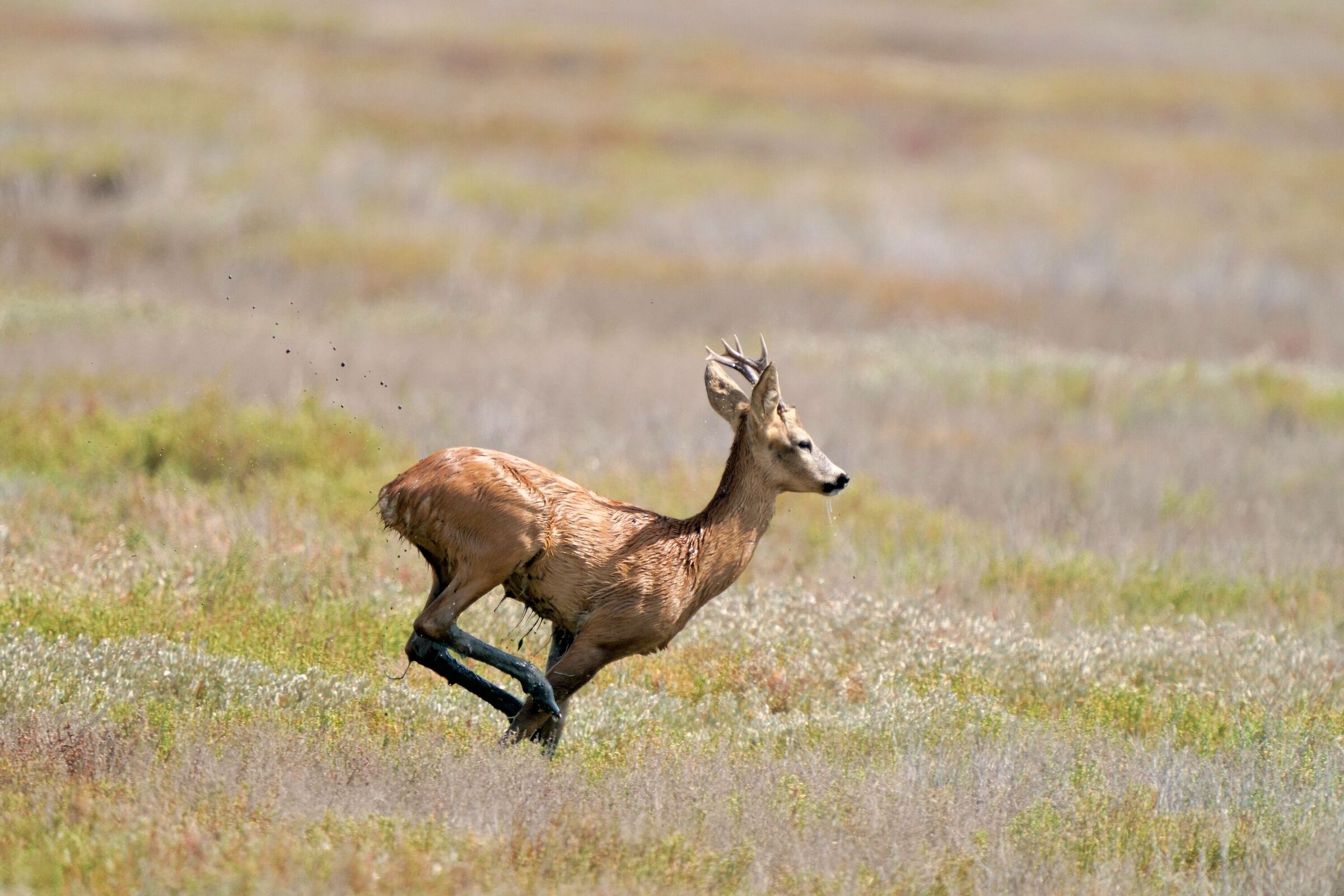 Roe deer (Capreolus capreolus)