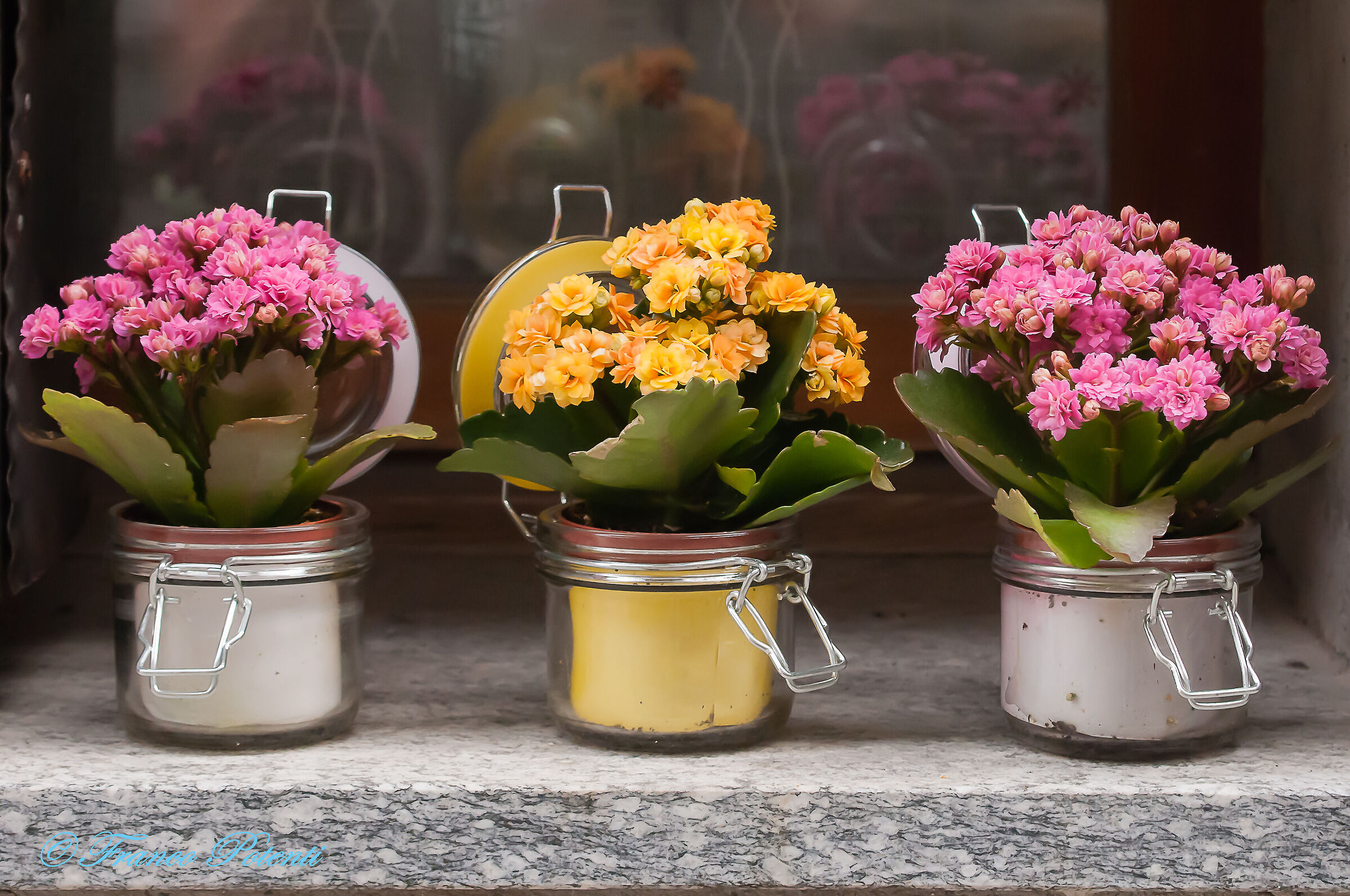 Natura viva Valdigne