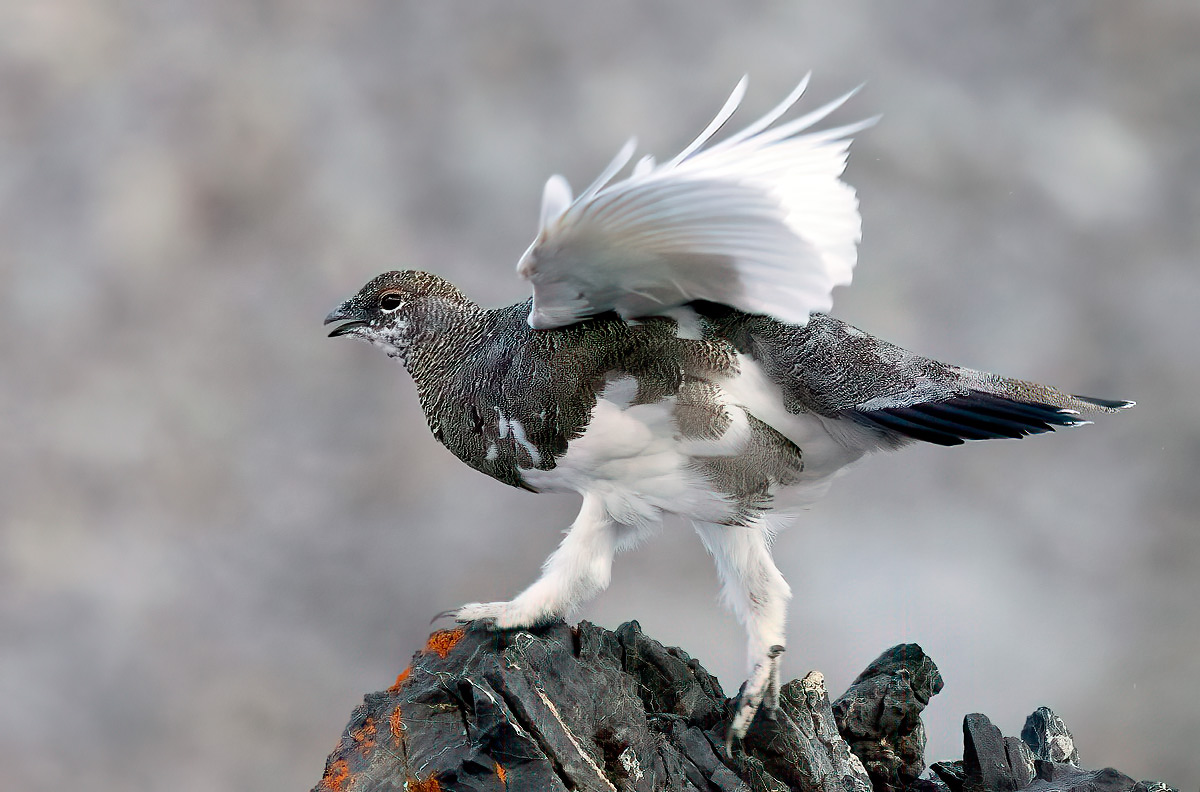 White partridge in wetsuit
