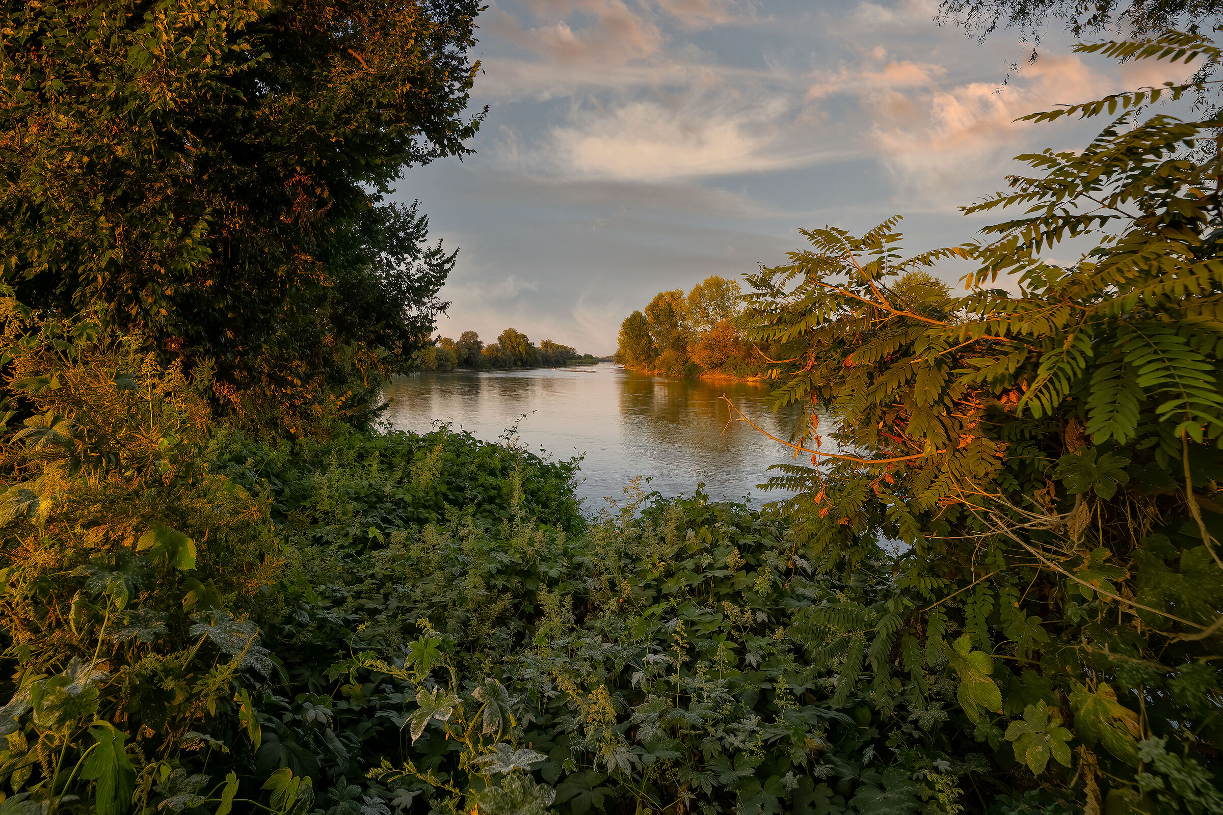 Fiume Oglio tra la vegetazione