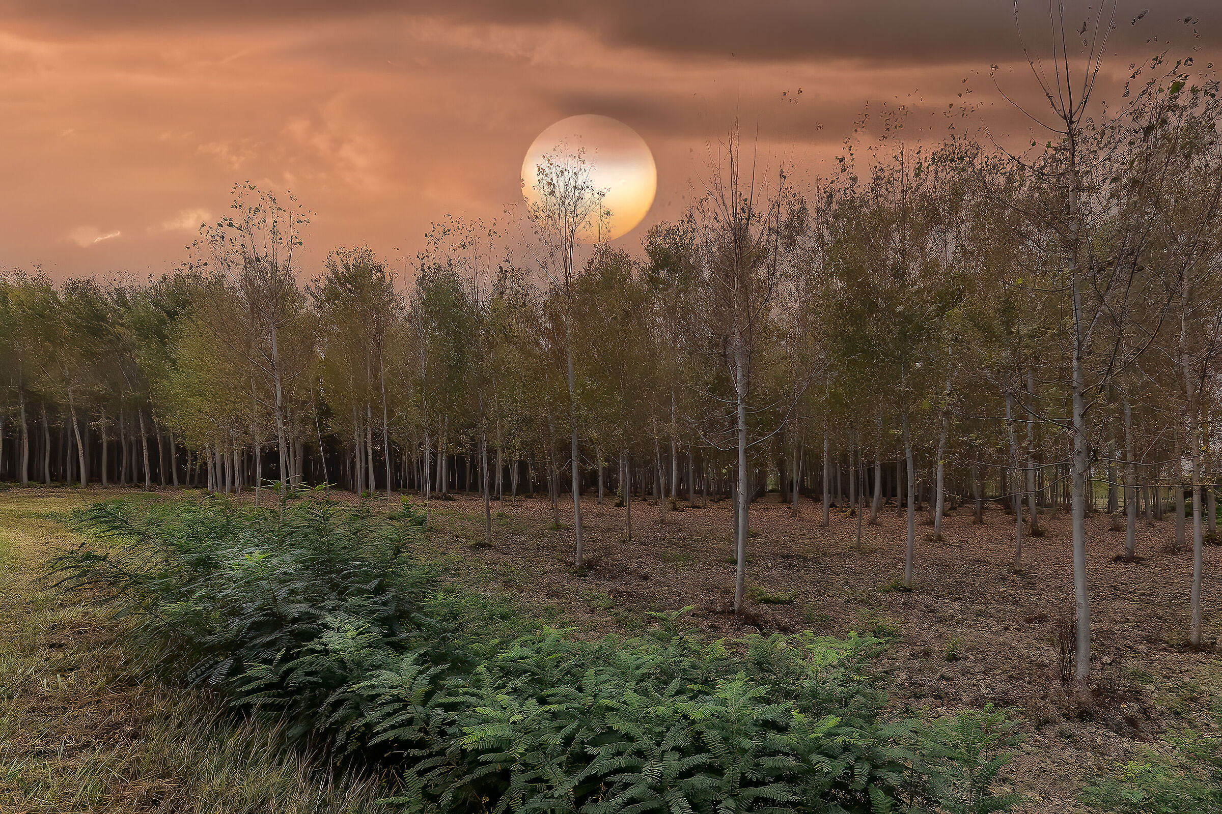 Tramonto nel pioppeto