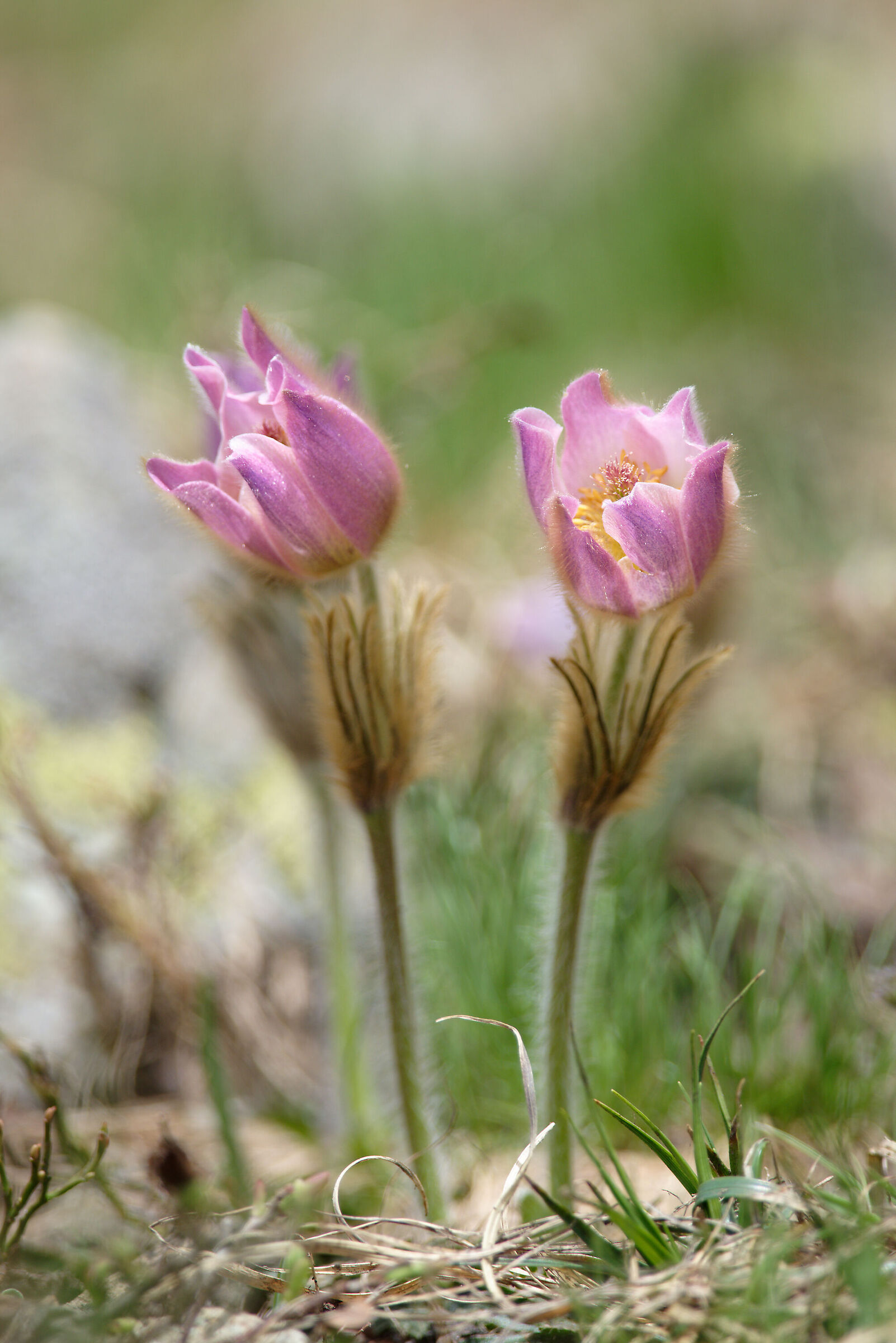 Pulsatilla vernalis