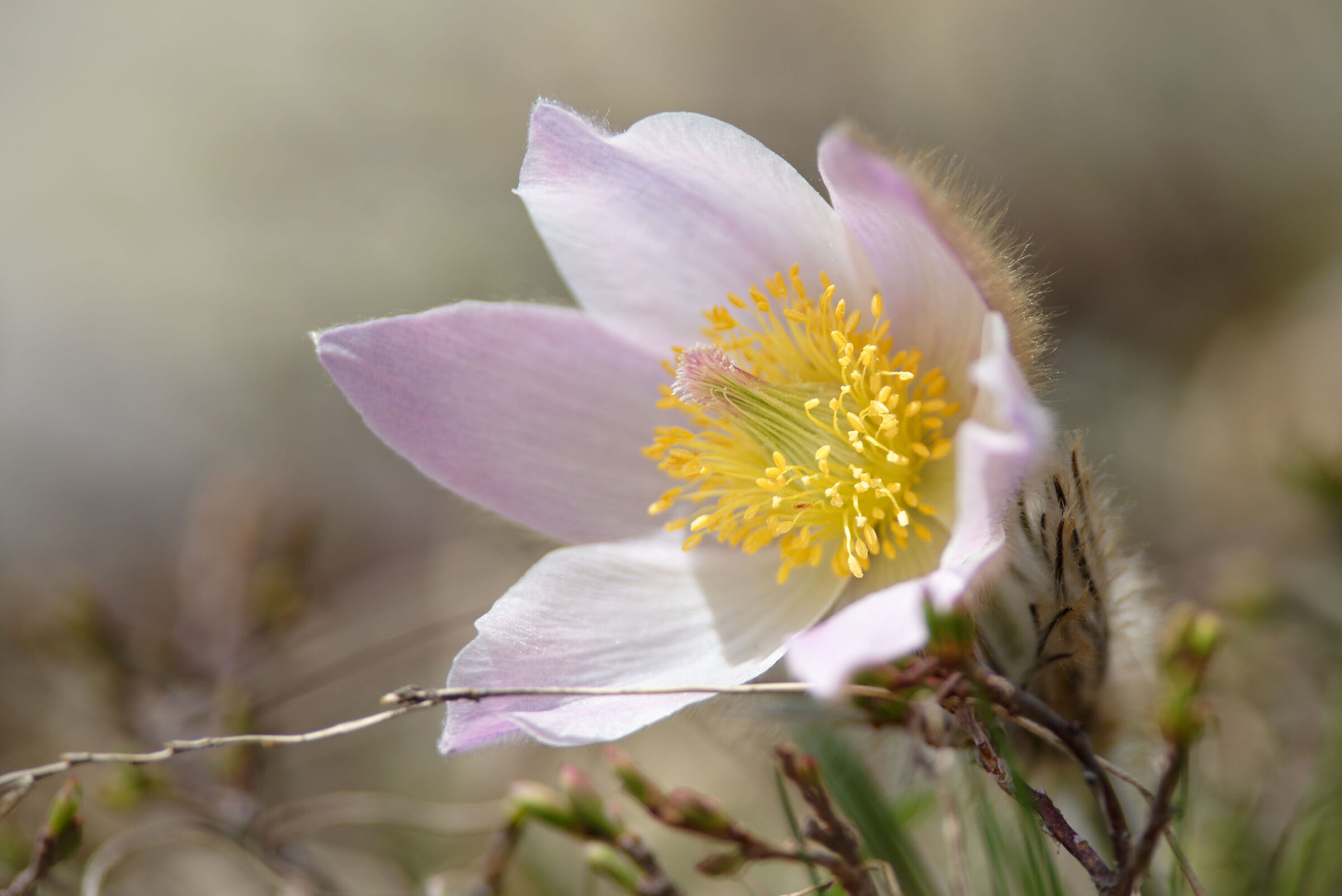 Pulsatilla vernalis