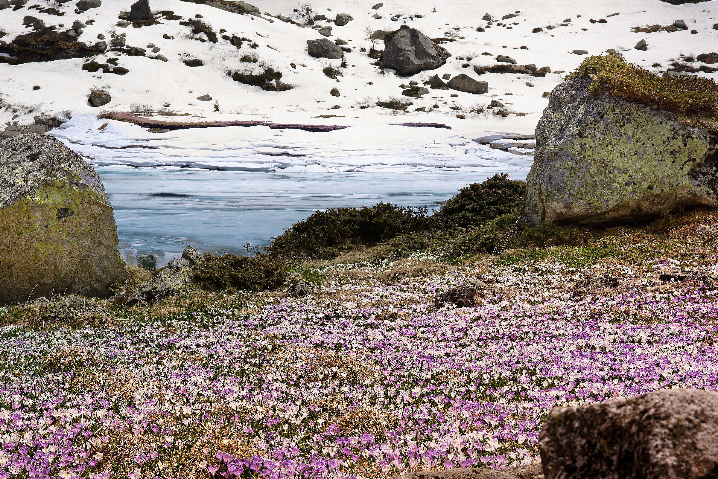 Tappeto di Crocus su lago ghiacciato