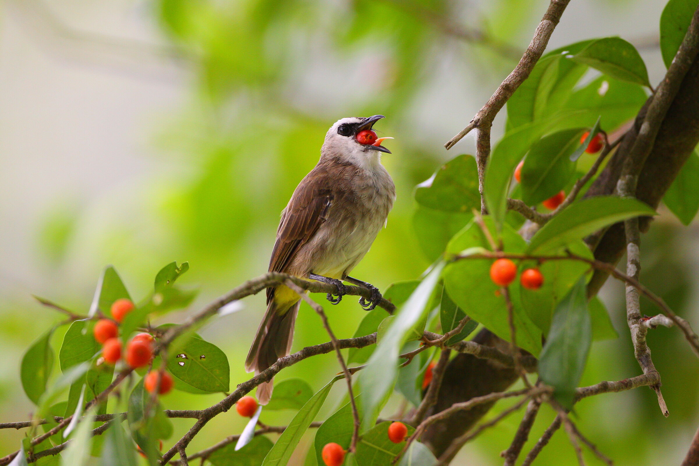 Bulbul mangia frutta di fico