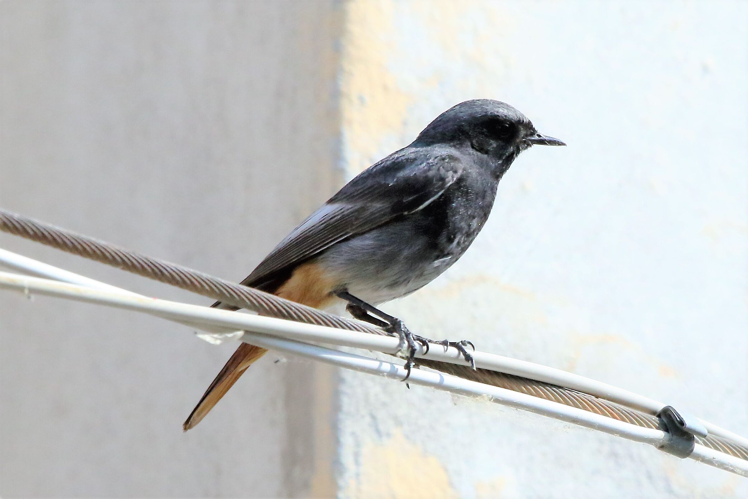Redstart sweep