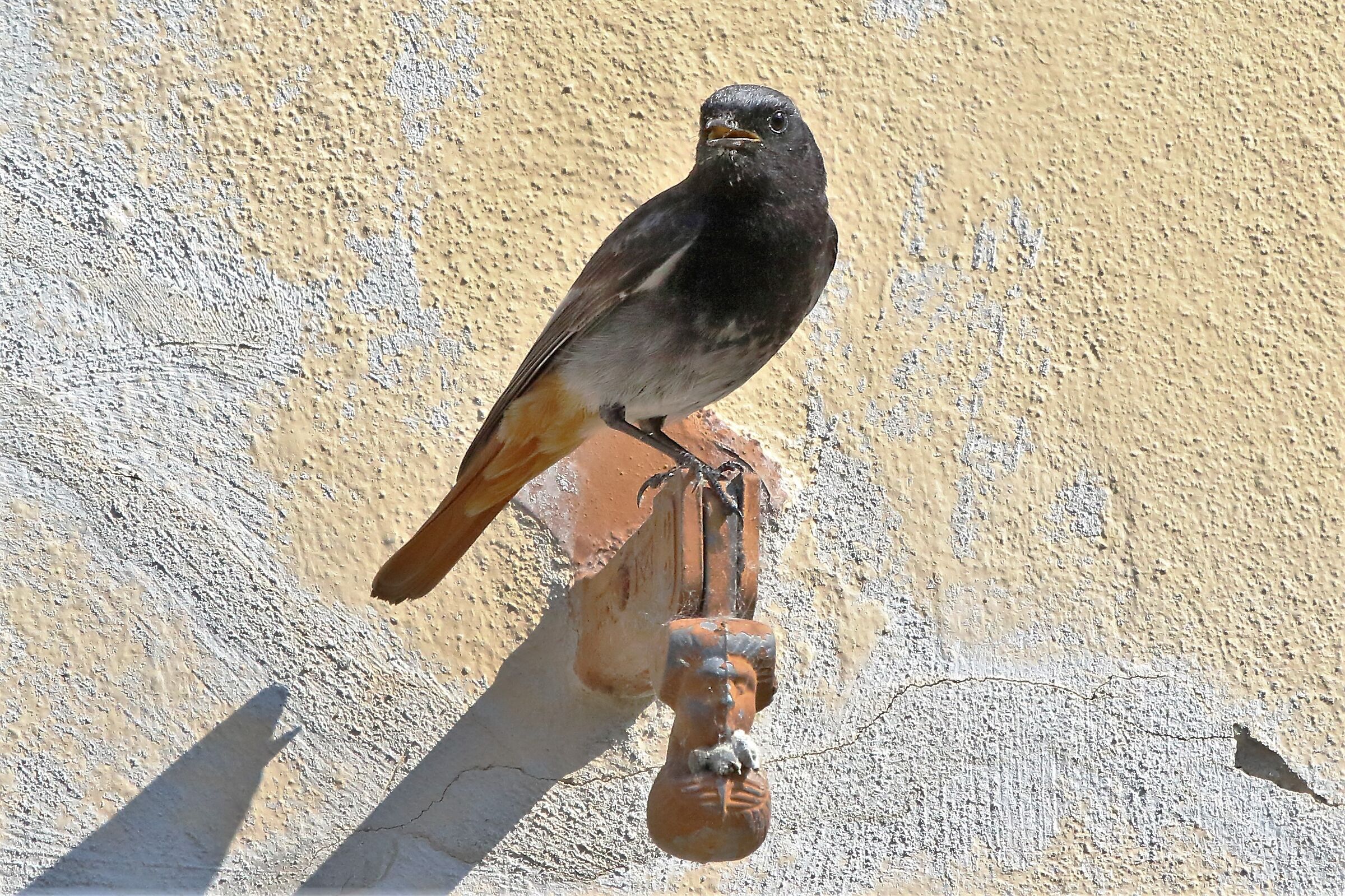 Redstart sweep