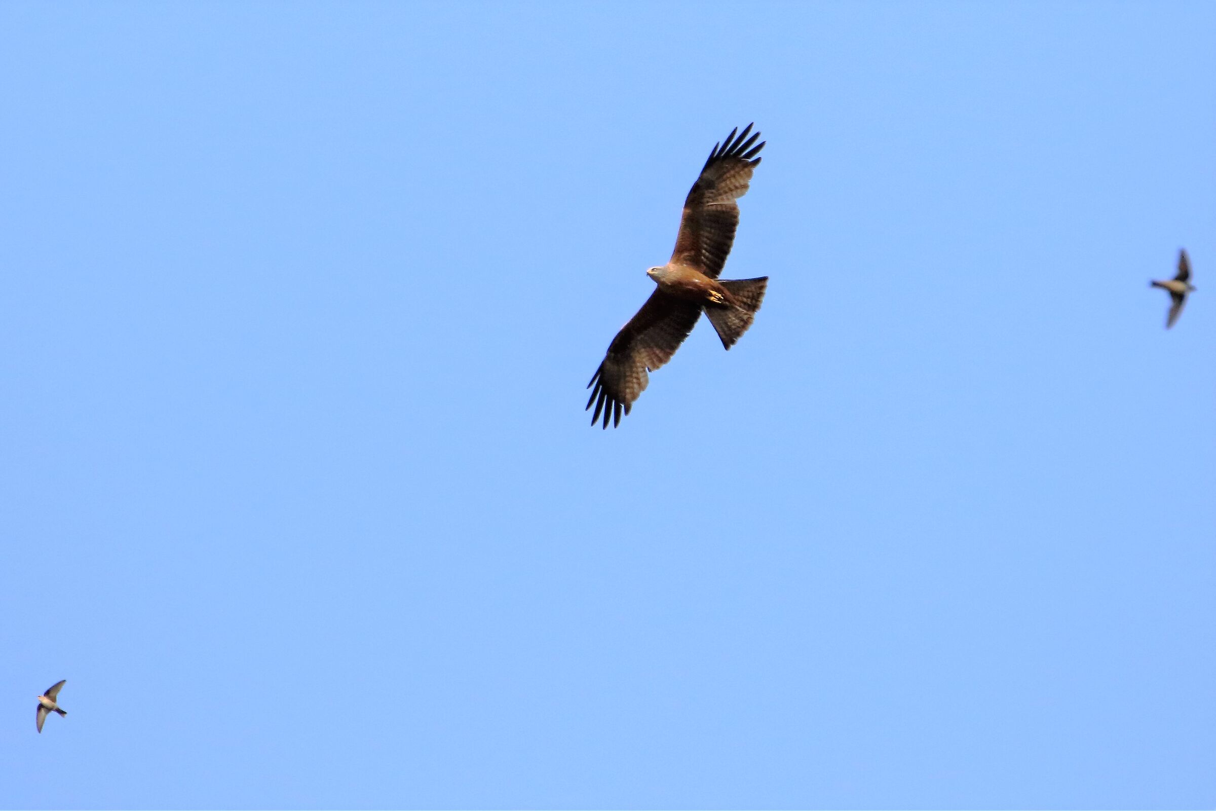 Black kite