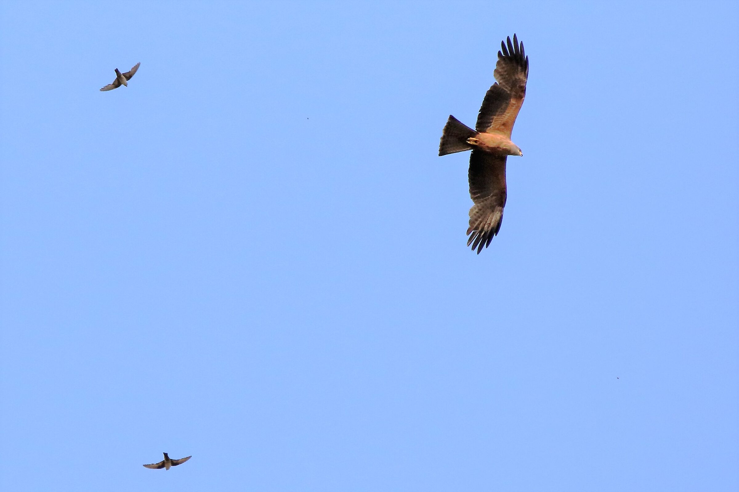 Black kite