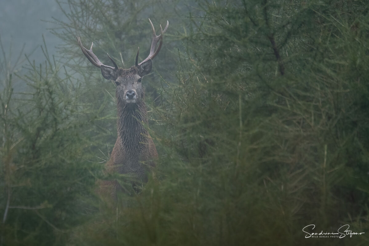 Nella nebbia
