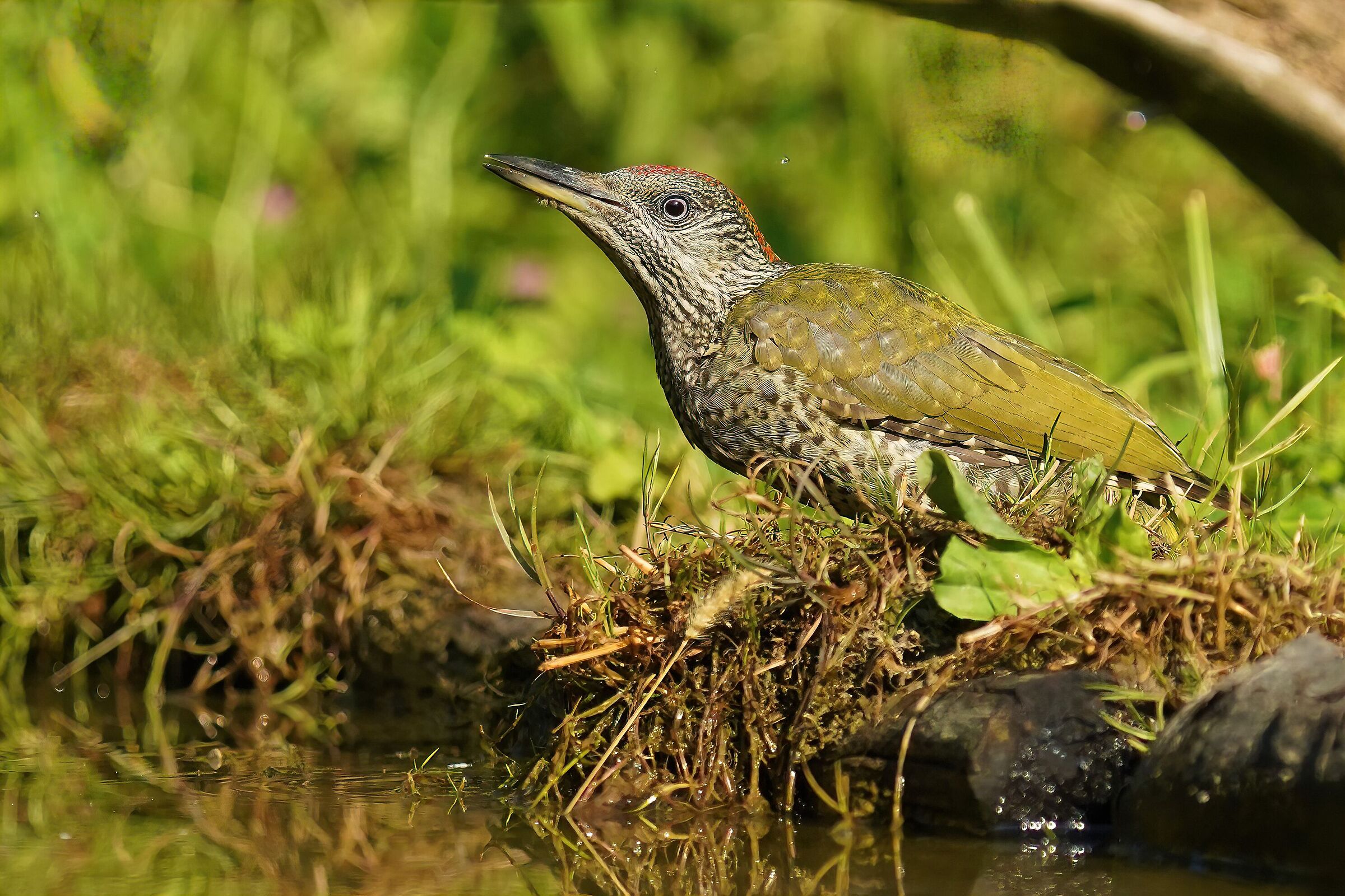 young green woodpecker