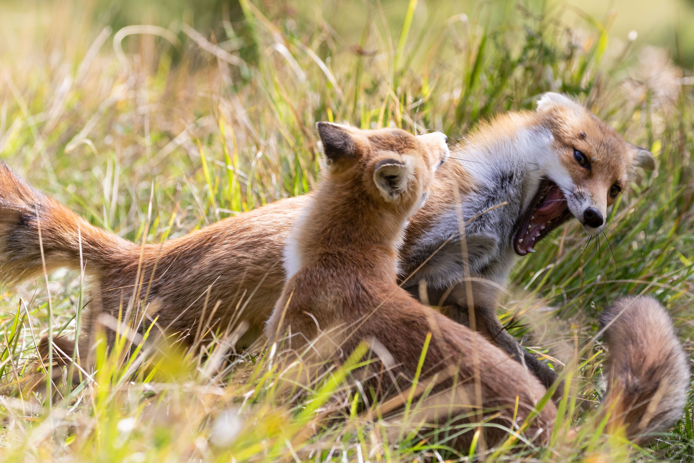 Discussions between foxes..