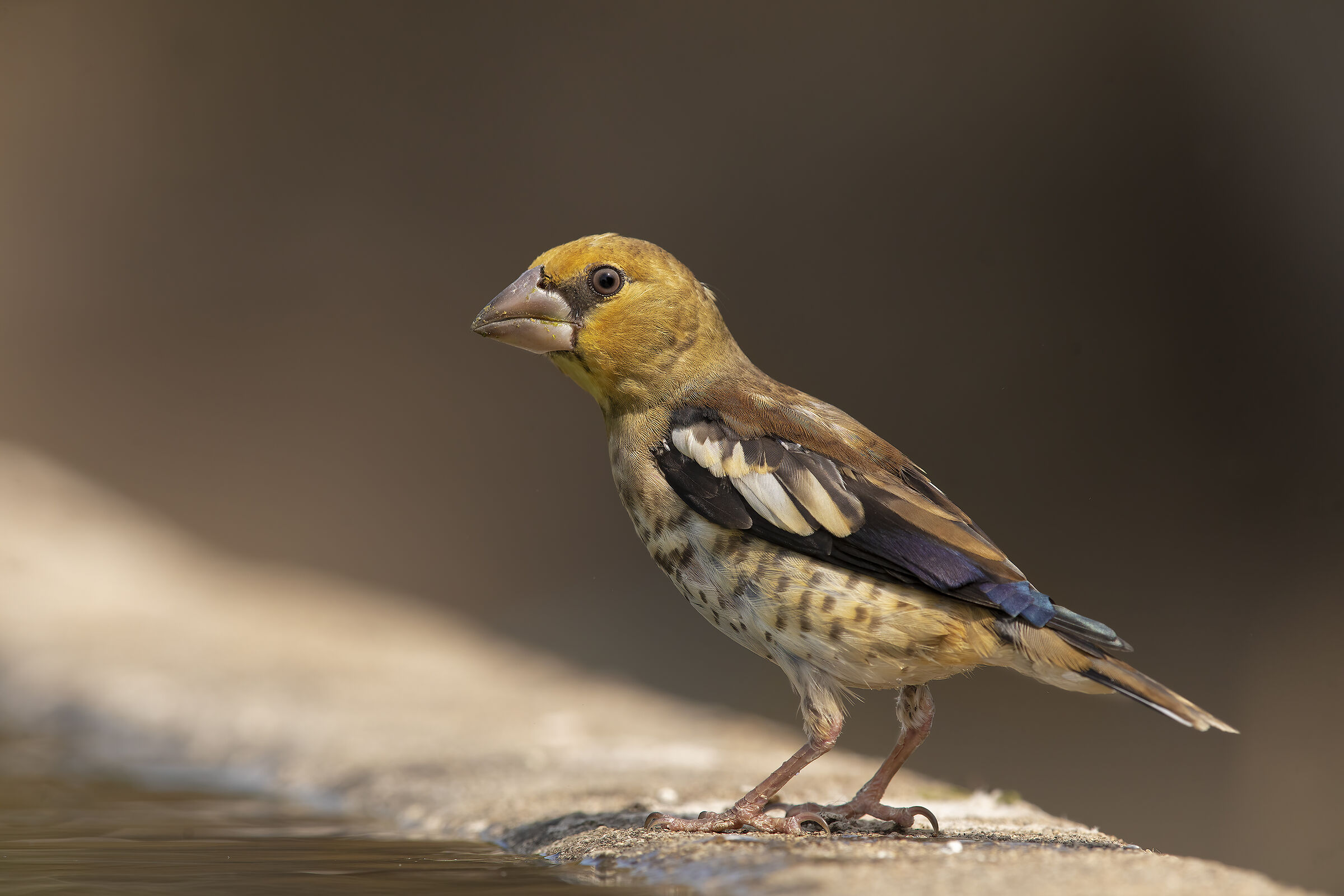 frosone all'abbeverata.......