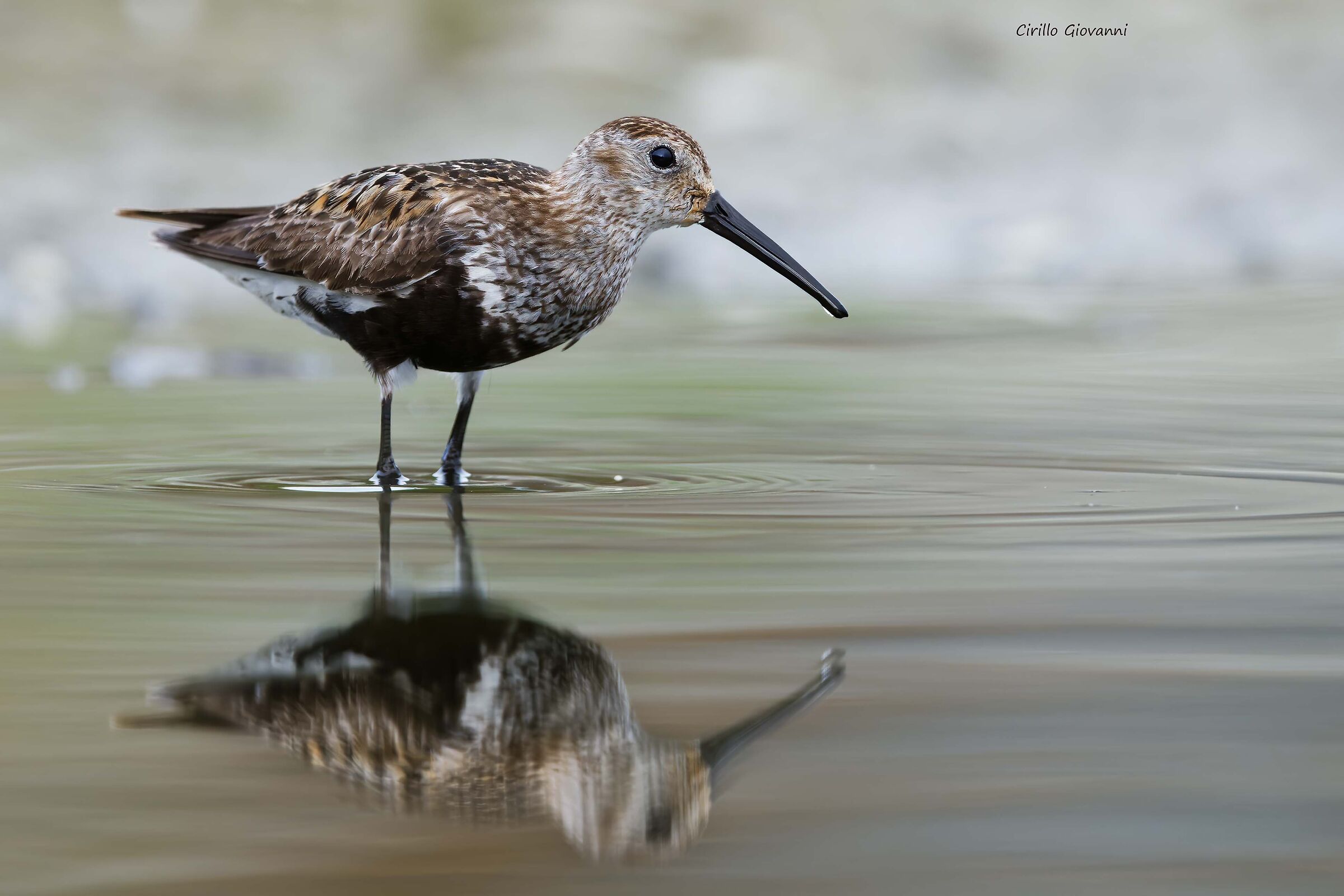 Dunlin