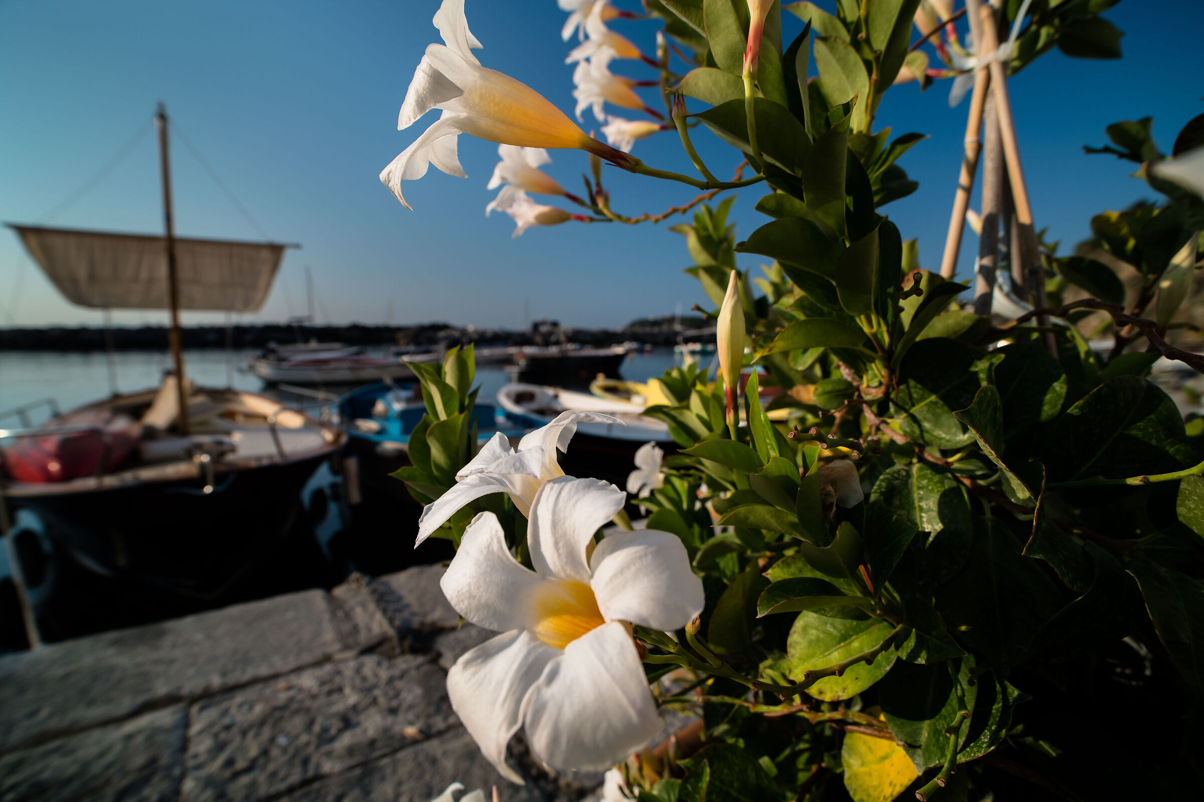 fiori al porto della Corricella
