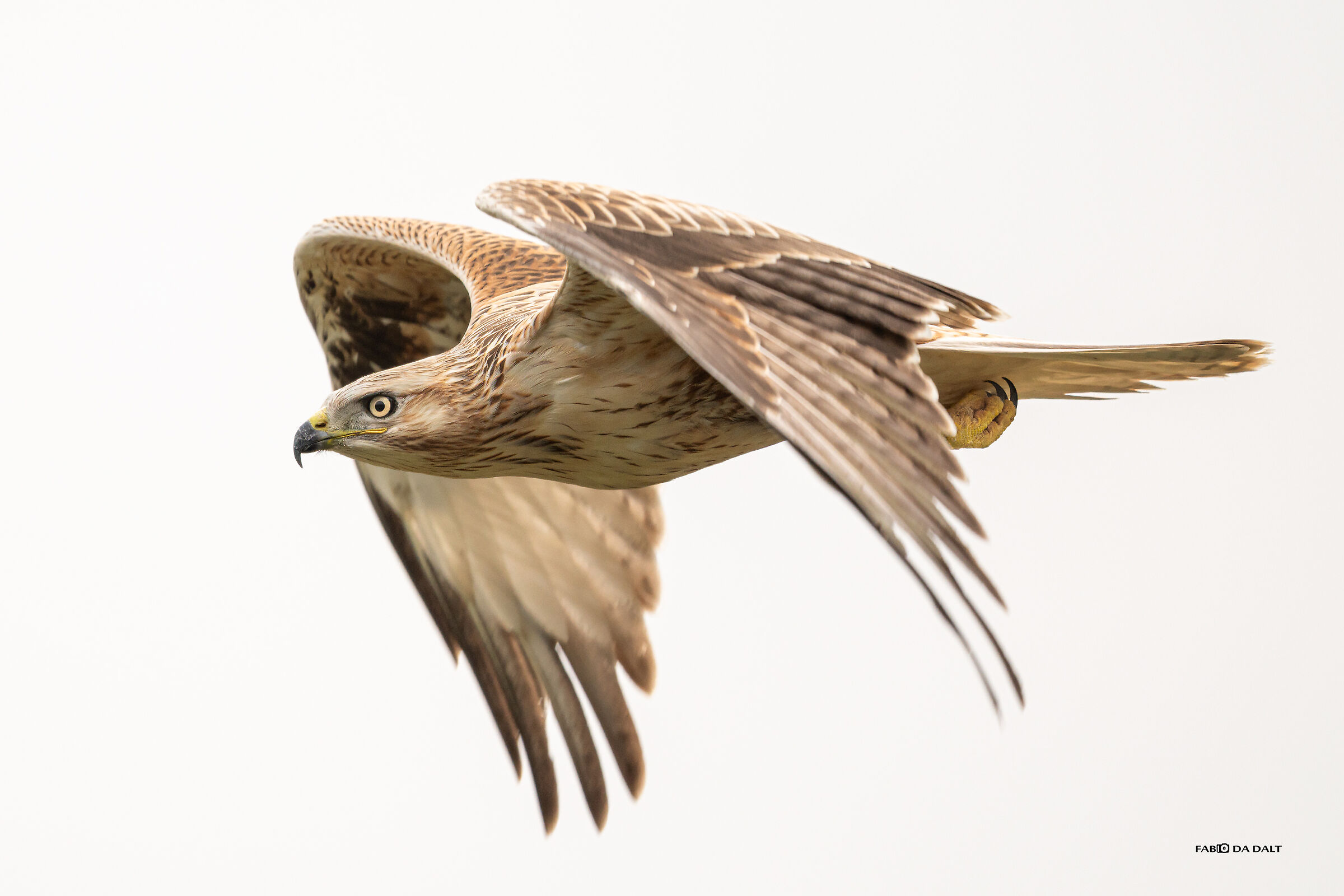 White-tailed buzzard