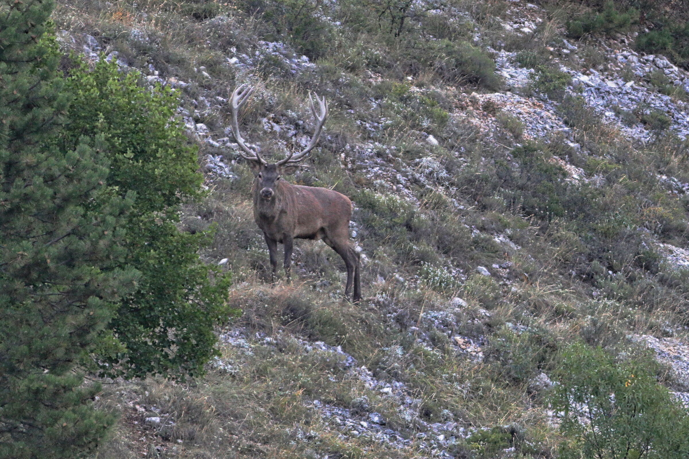 il più bello del reame