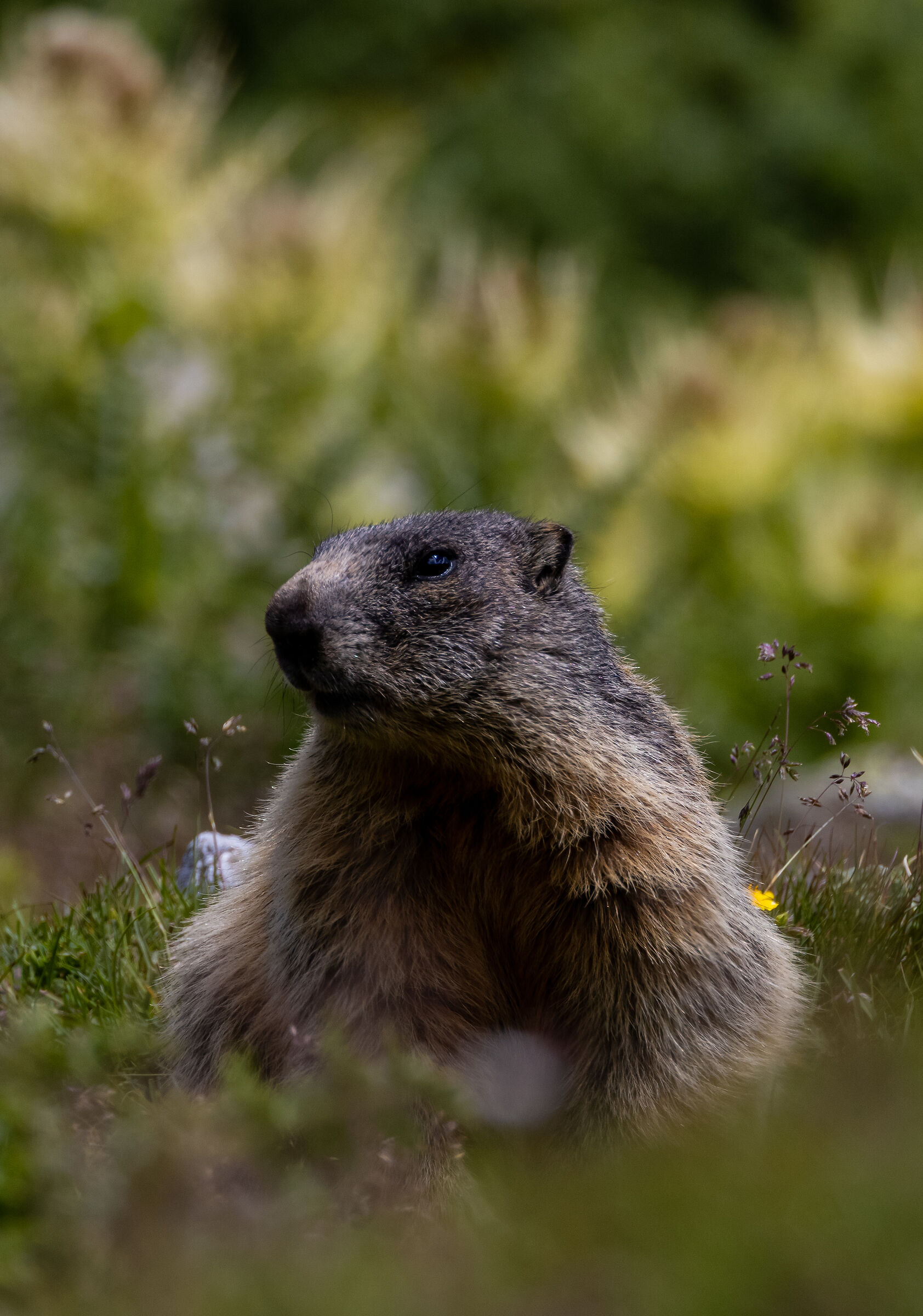 Dolcezza malinconica | Melancholy sweetness