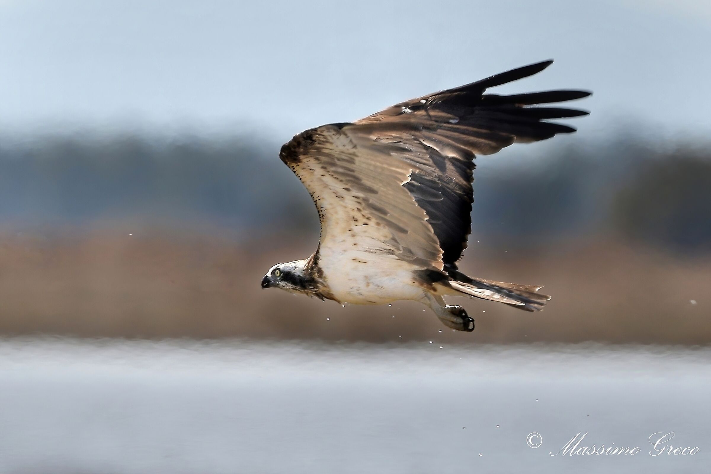 Osprey (Pandion haliaetus)