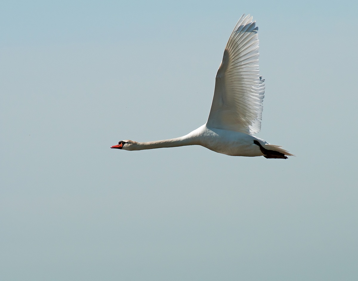 Mute Swan