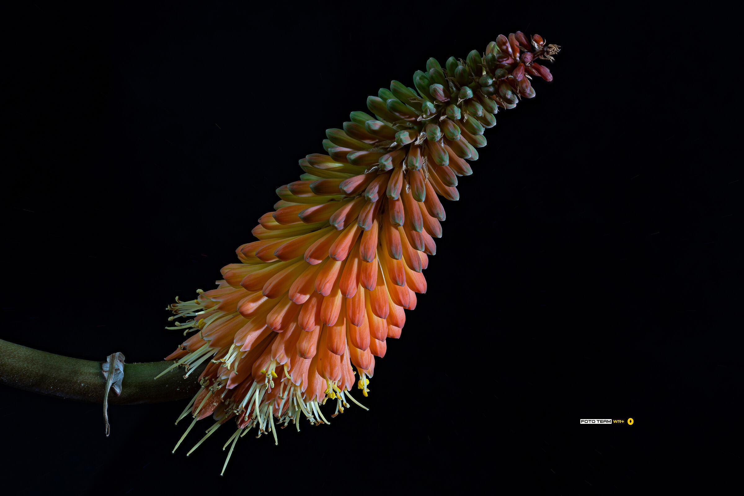 Kniphofia