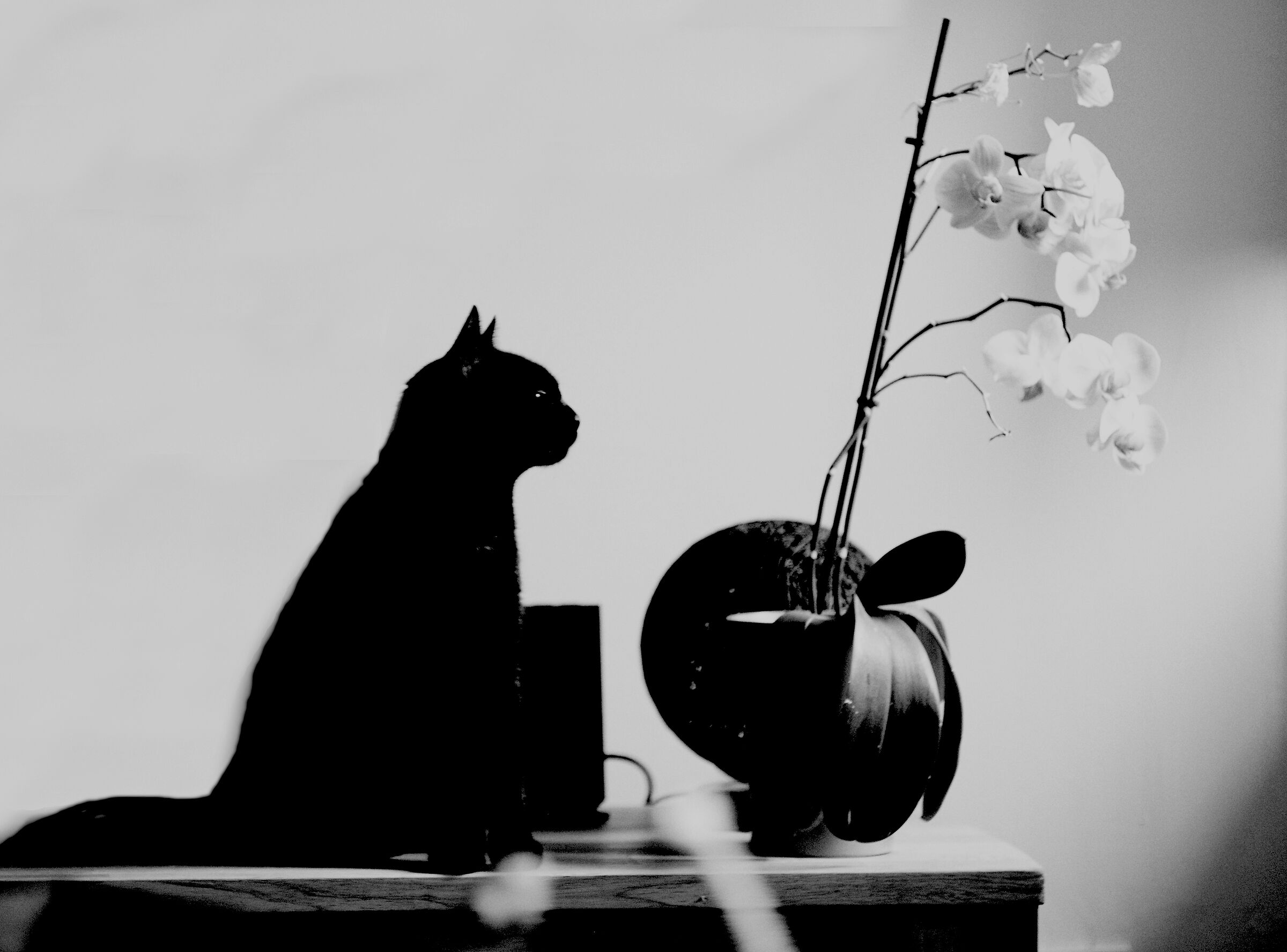 Il gatto e l'orchidea