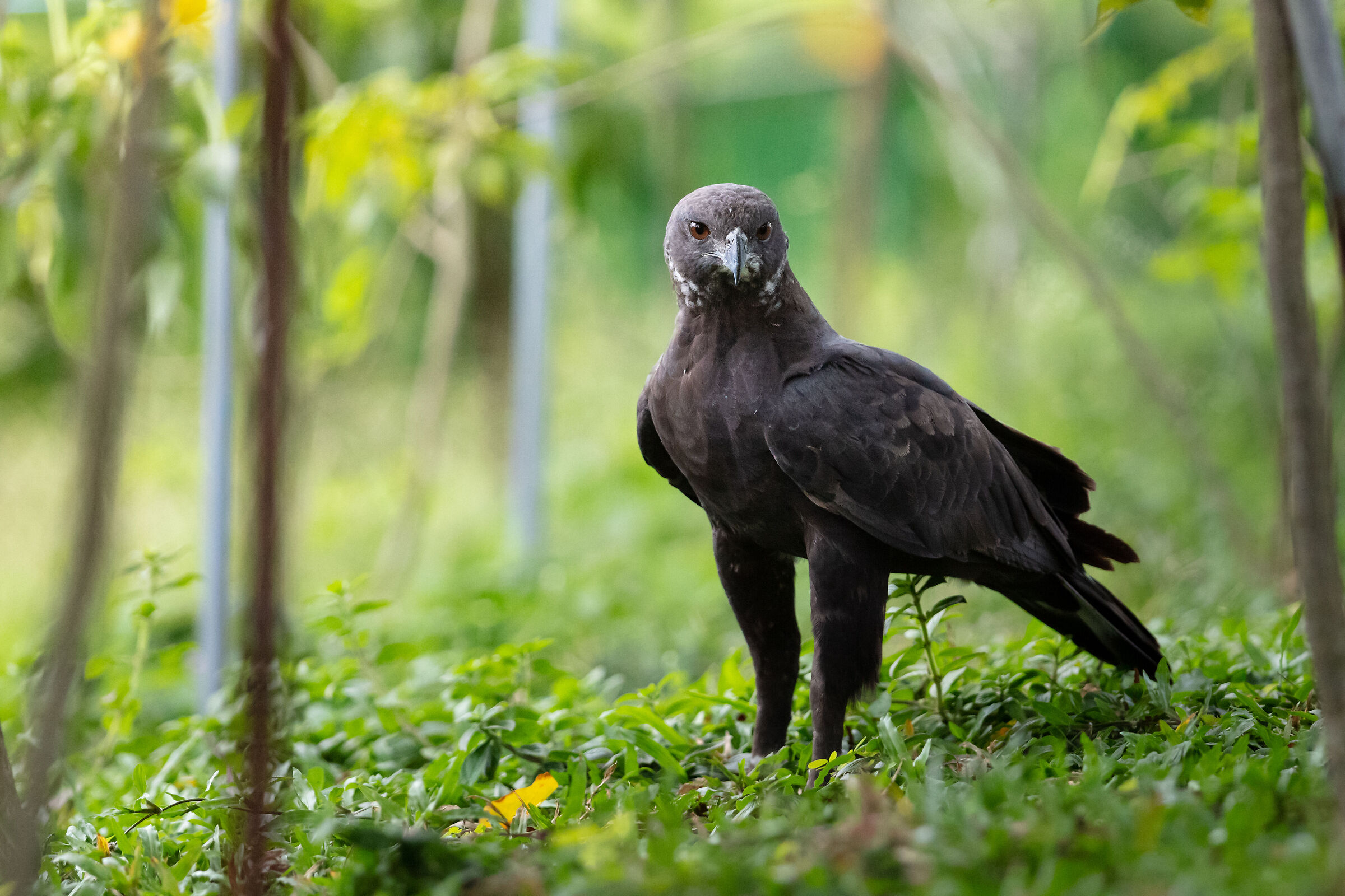 Aquila dal ciuffo variabile
