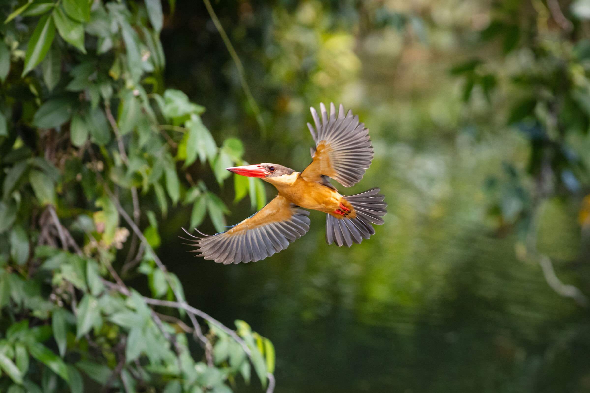 Martin pescatore dal becco di cicogna