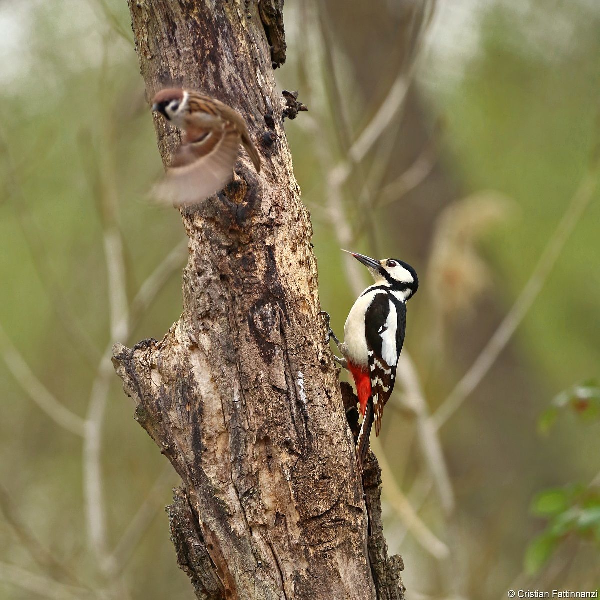 Great Spotted Woodpecker