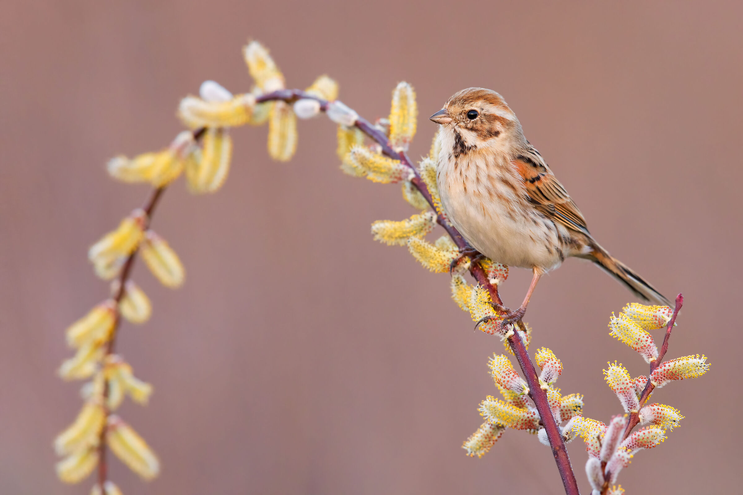 Migliarino of Palude