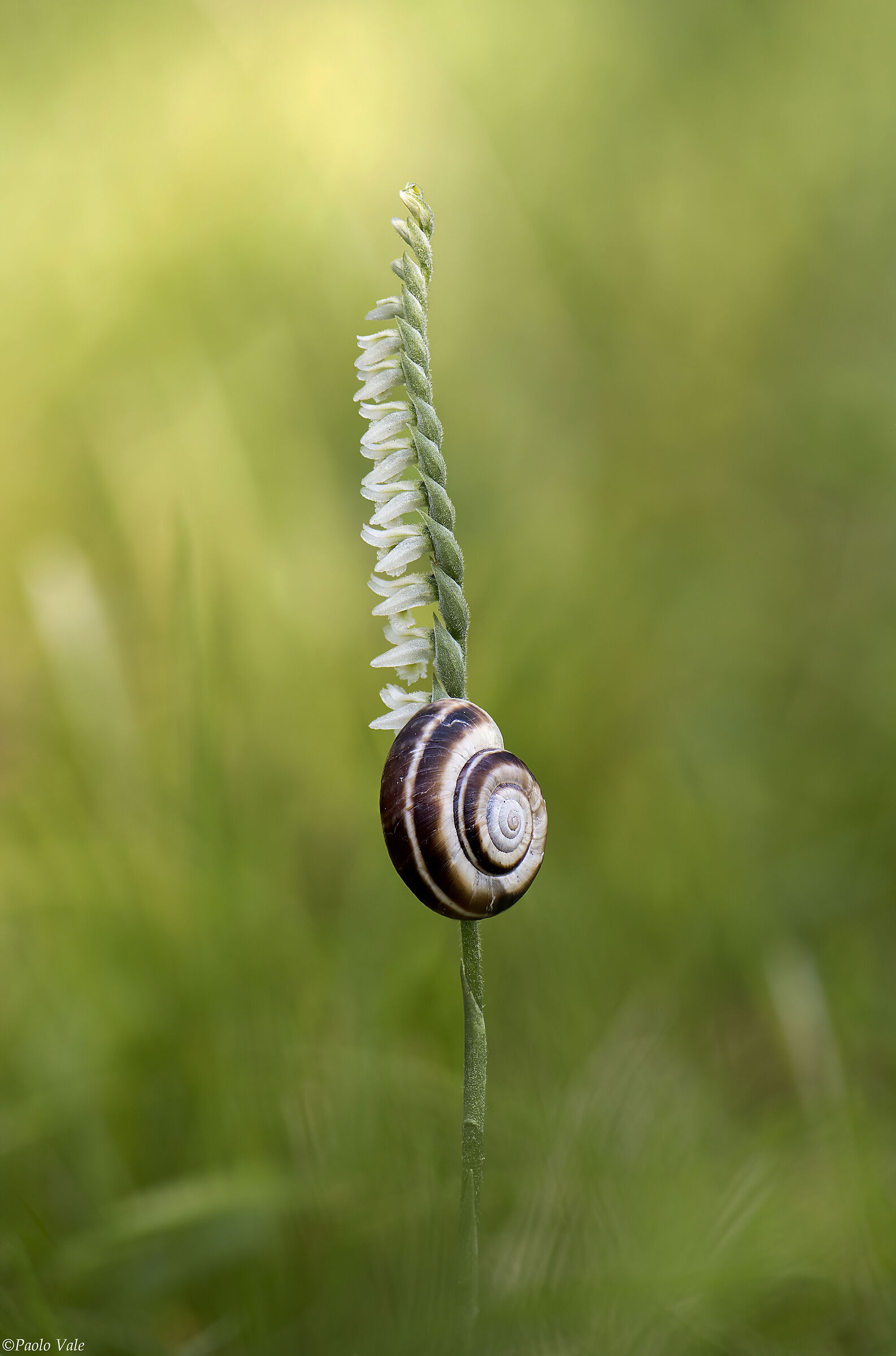 Spiranthes spiralis