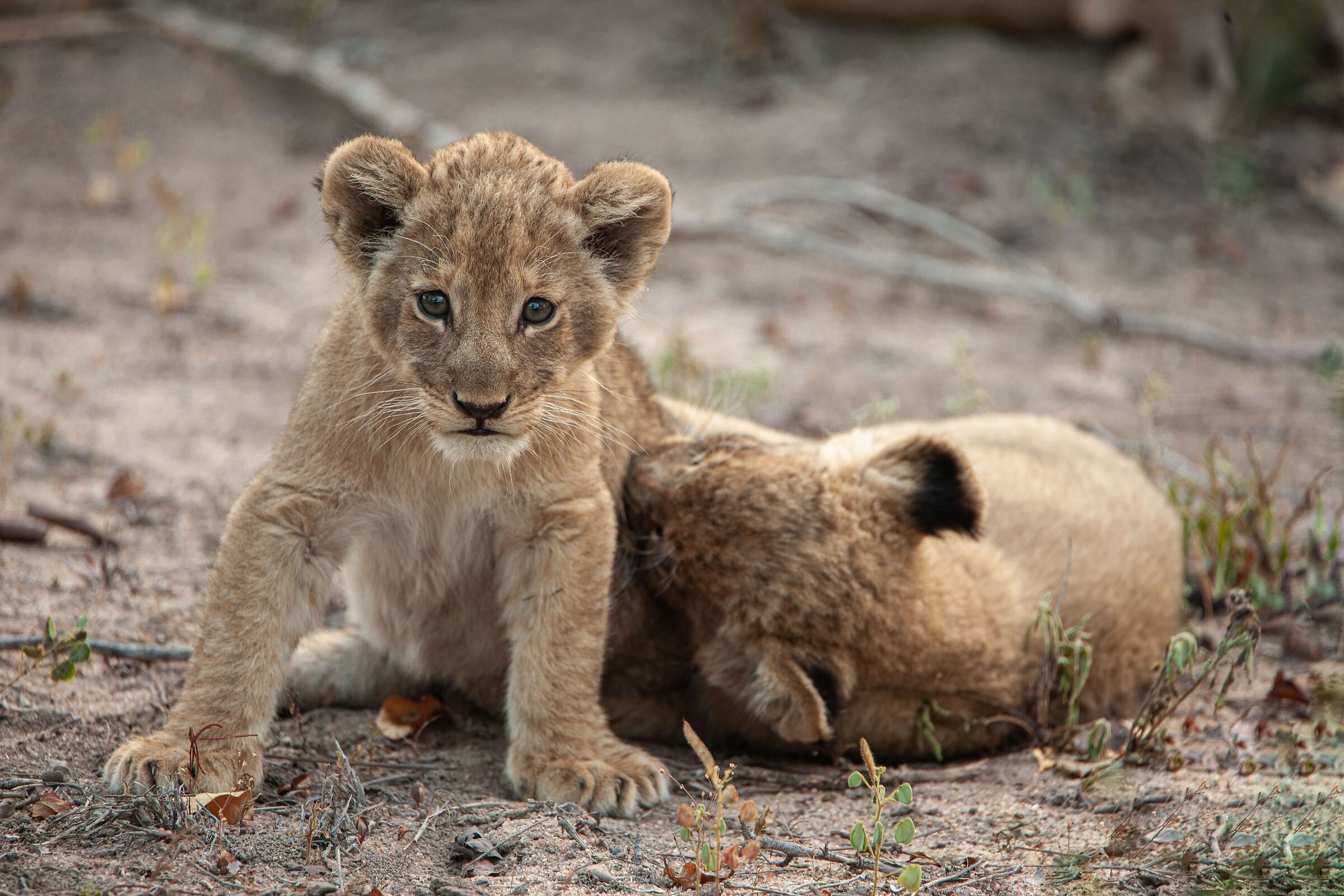 Piccolissime schermaglie...