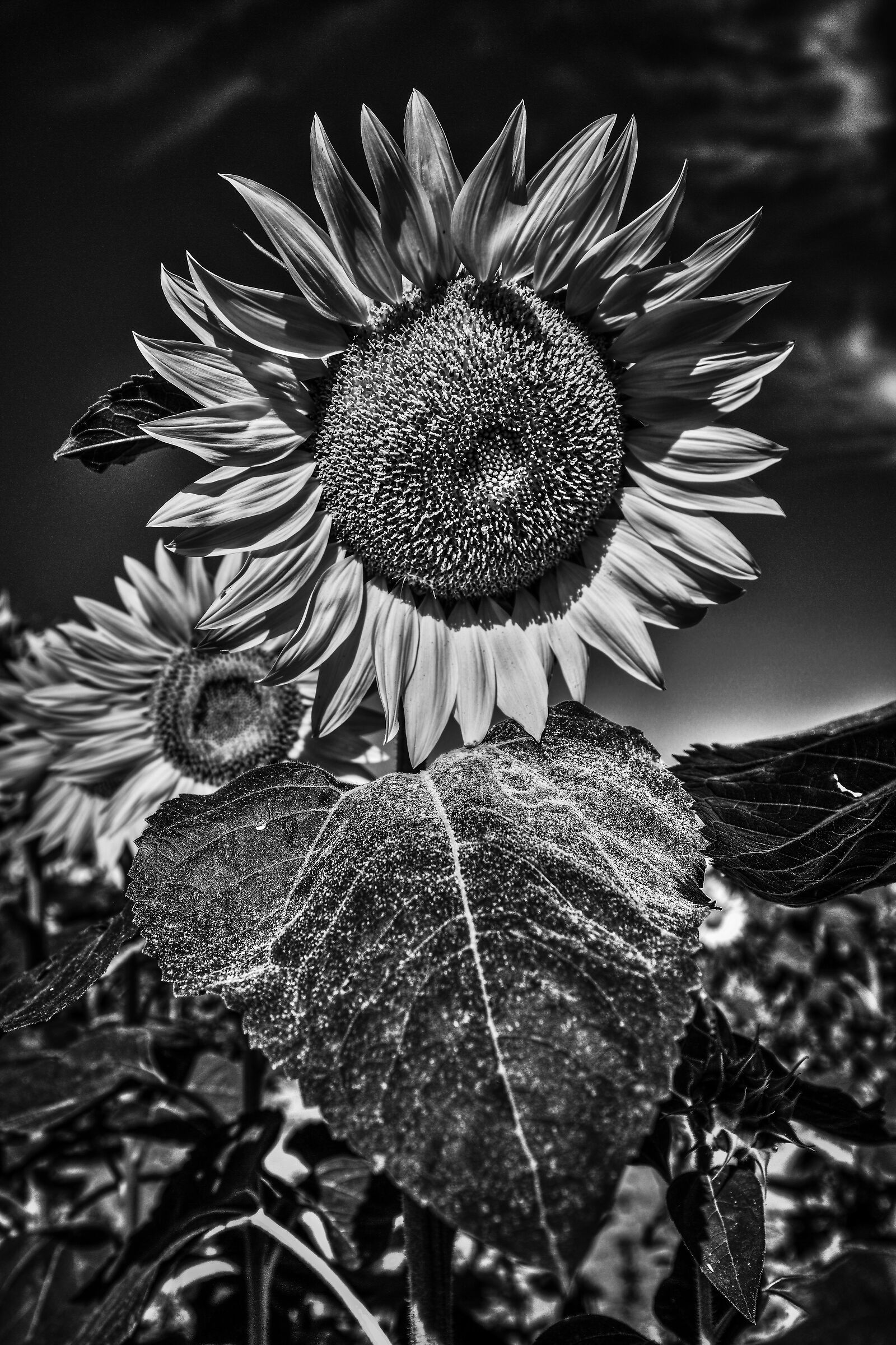 Eclipse on the Sun King